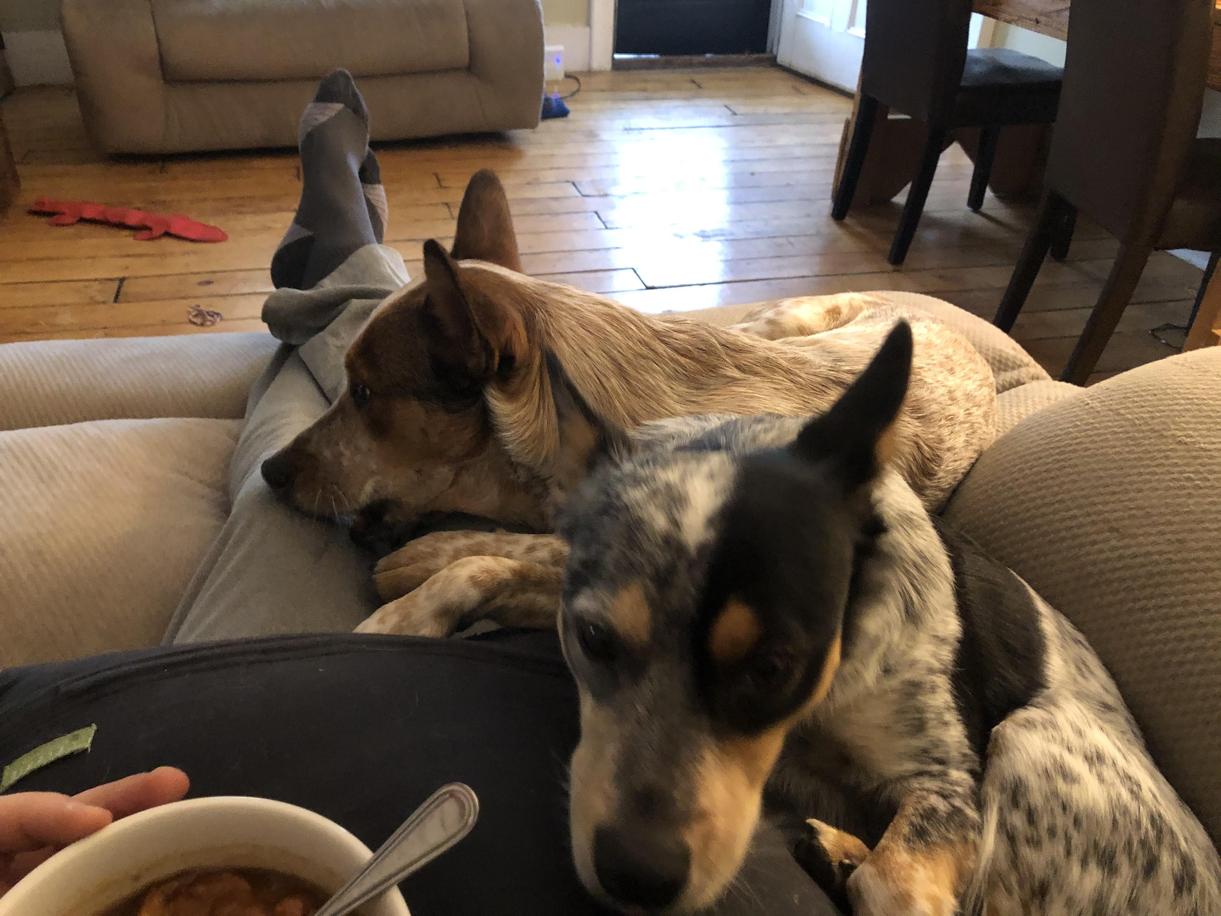 Super Velcro dogs r/AustralianCattleDog