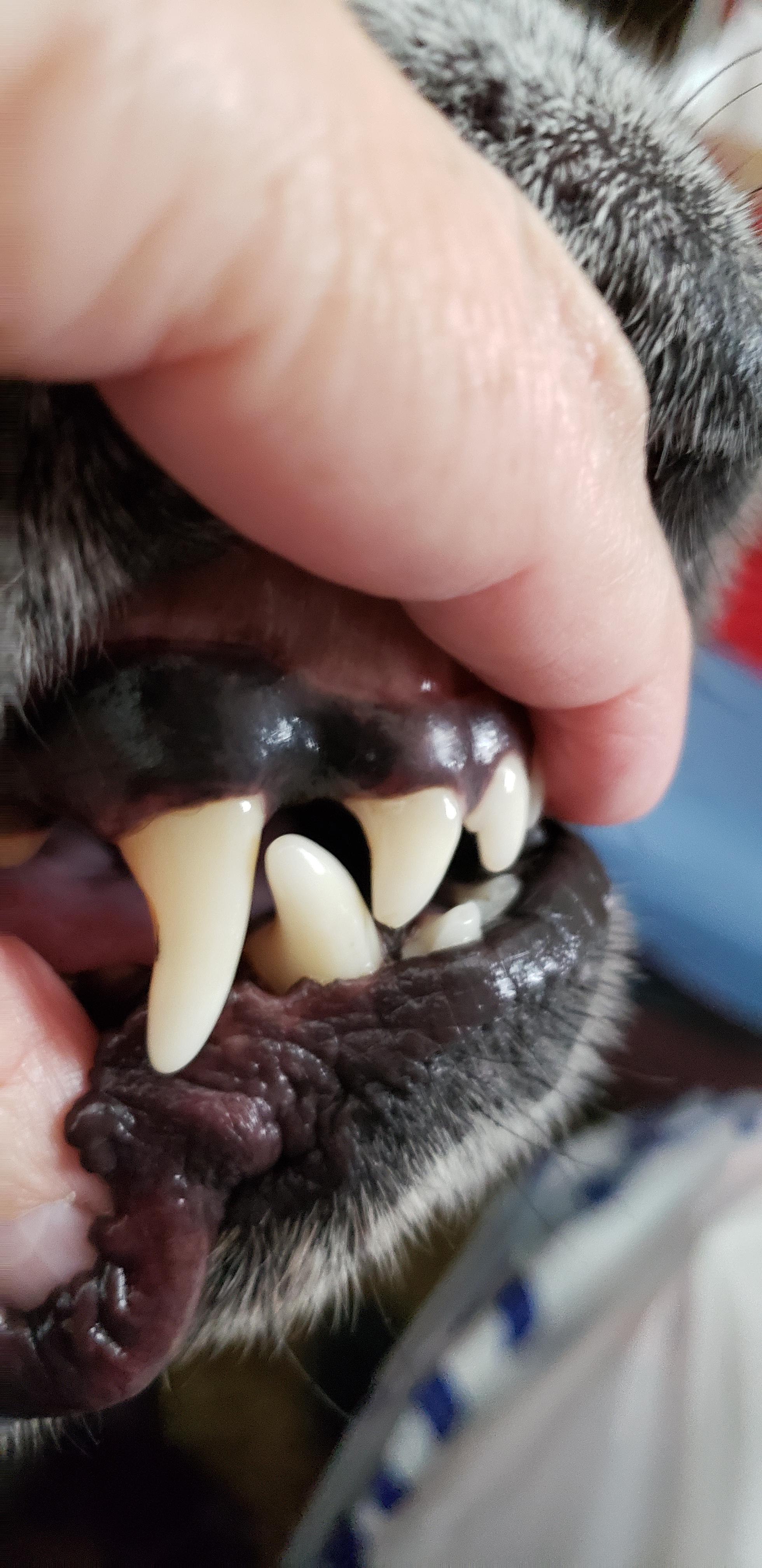 Clean teeth. r/labradors