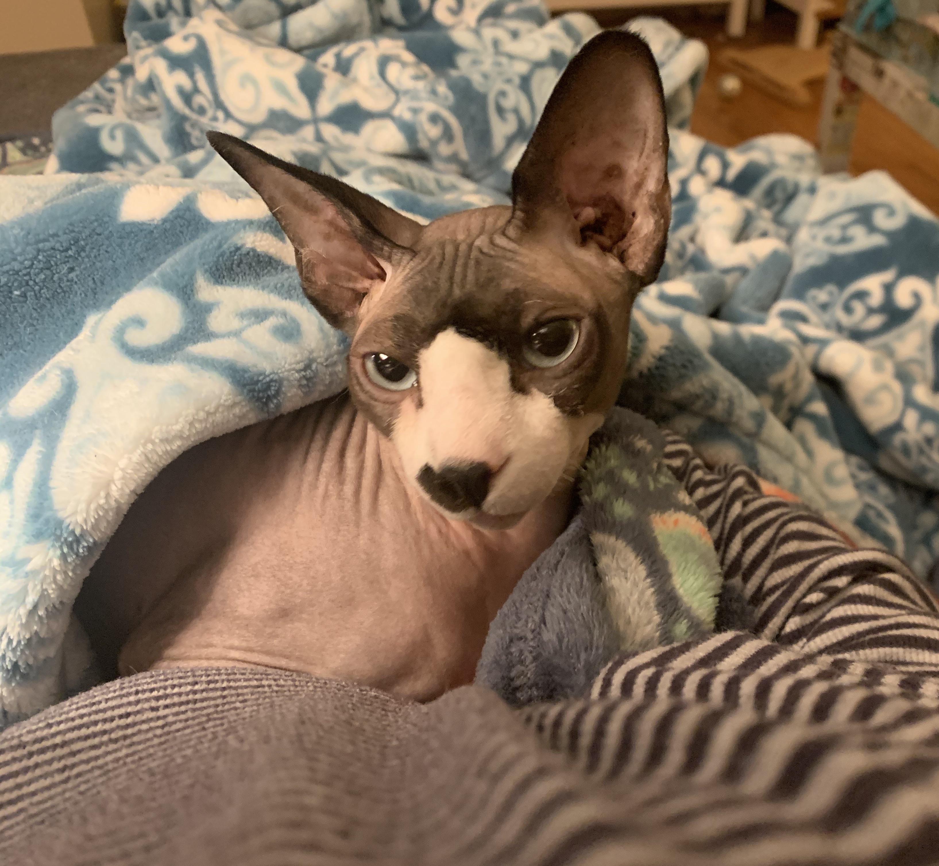 New houseguest has arrived! He’s a beautiful ball of energy and is settling in faster than