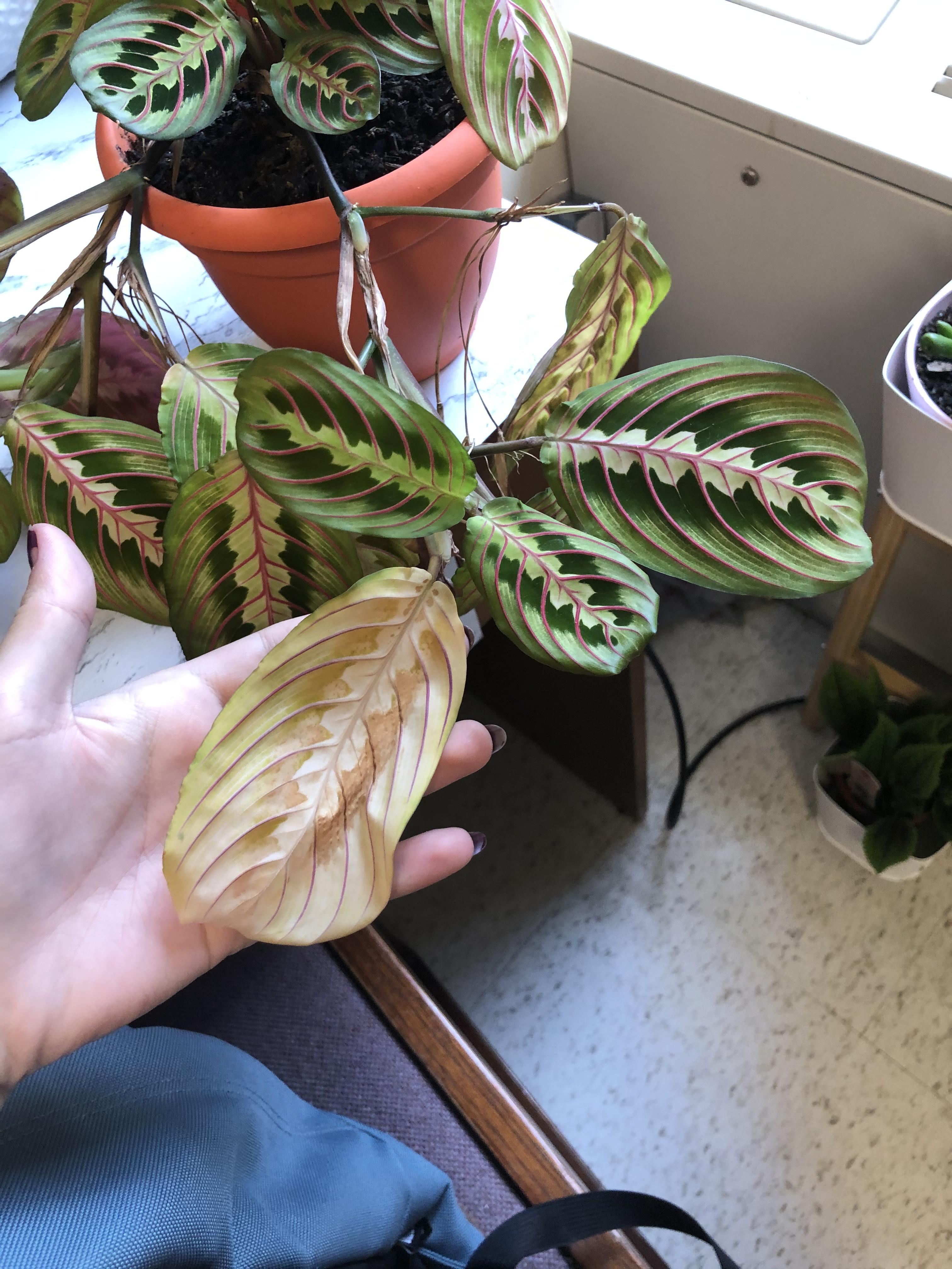 Help!! My Red Prayer plant has a leaf that is yellowing. Is it too