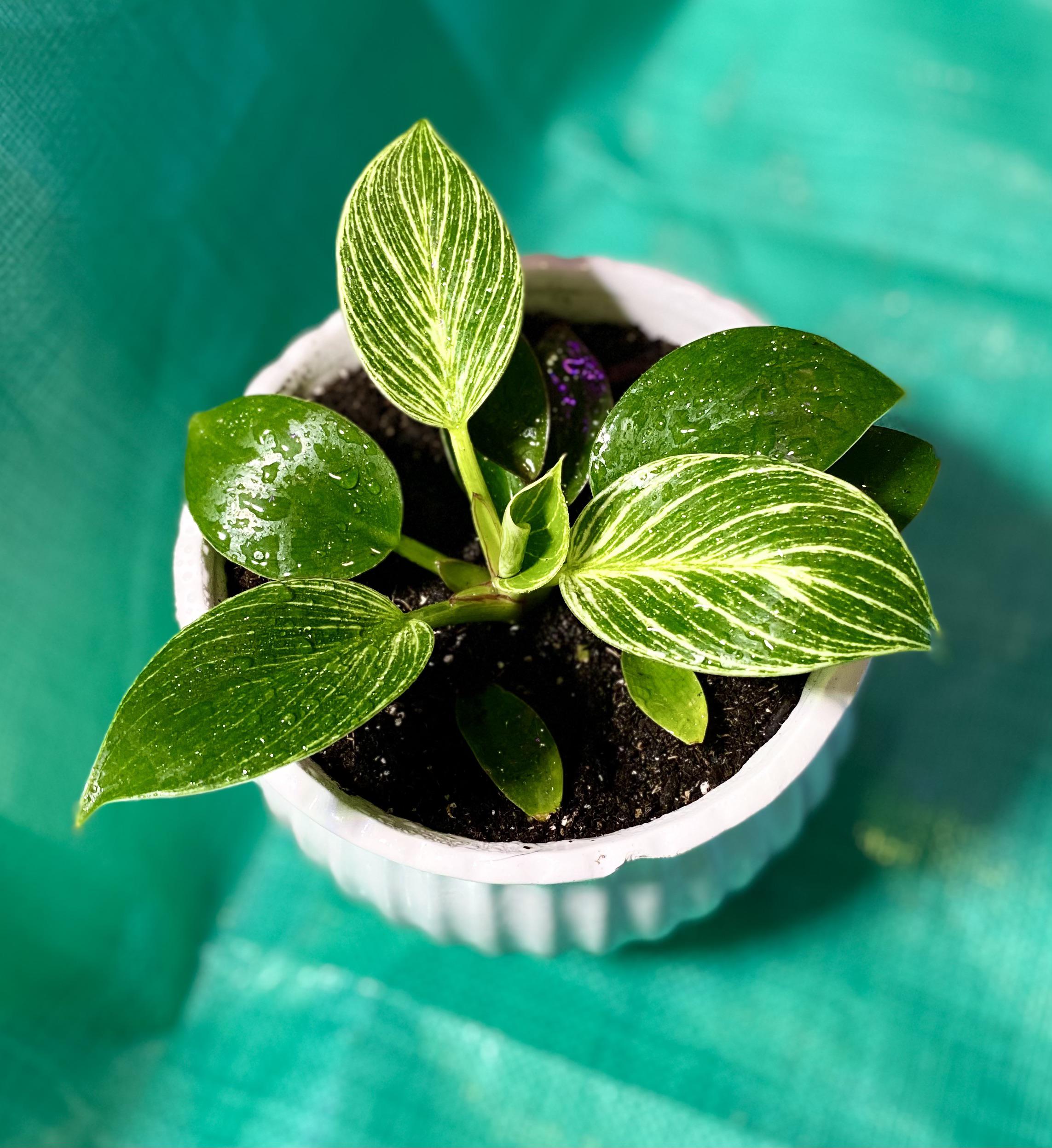 This is my first Reddit post, this also my first philo & obvi my first