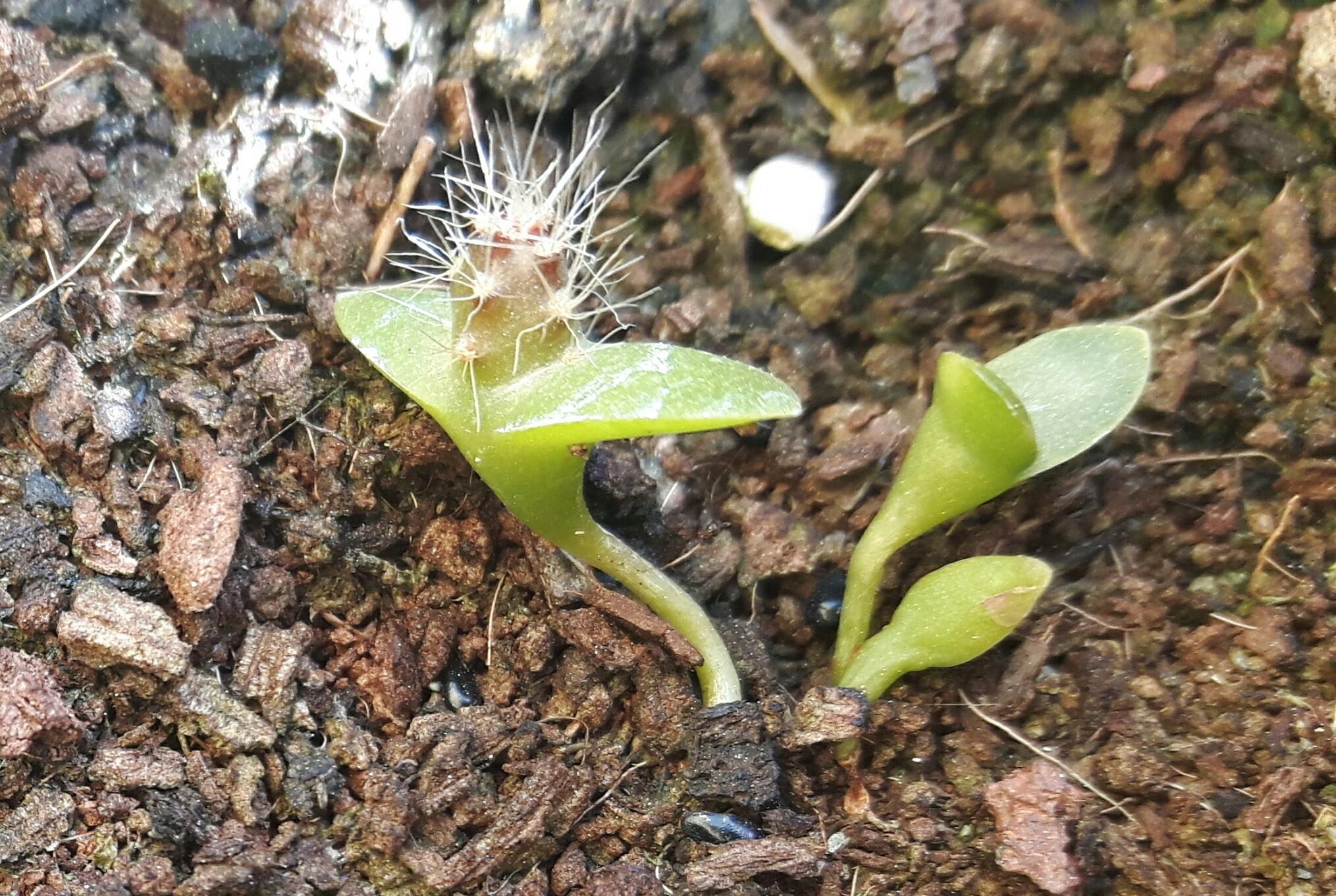 Dragon fruit seedling help (sommore explanation in the comments) r