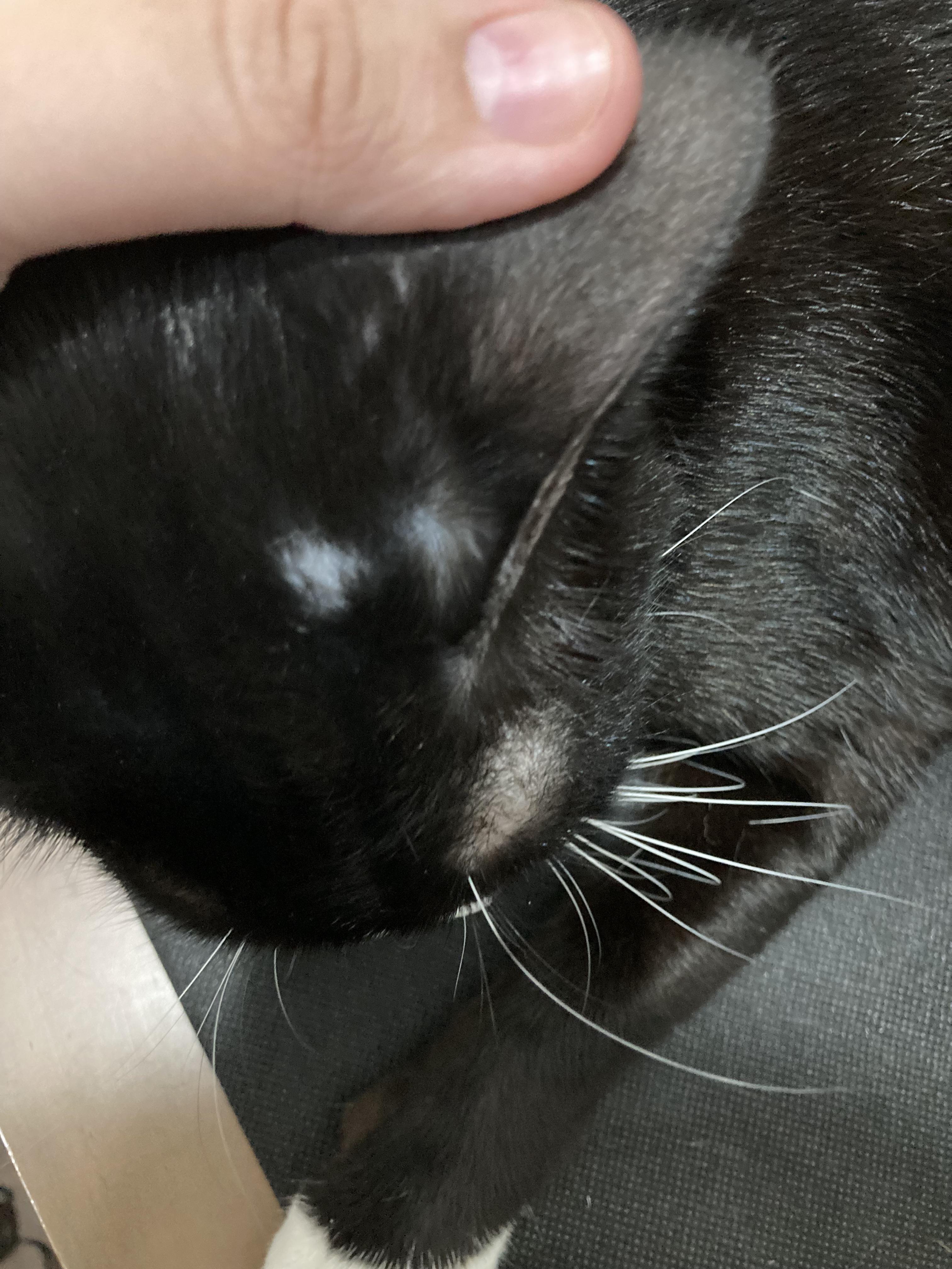 Bald Patches On My Cat's Head. Is This Normal? : R/Cats