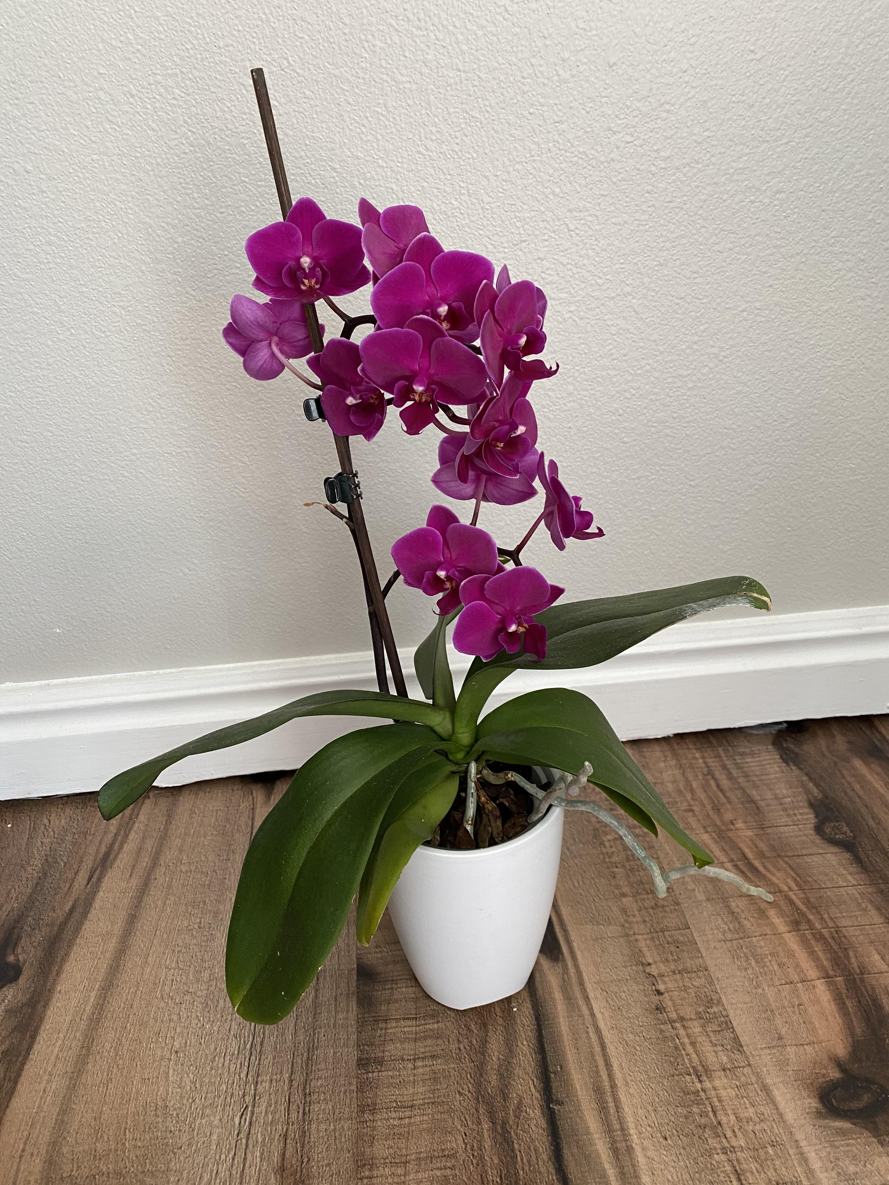 My first ever orchid reblooming and putting on quite the show! 15