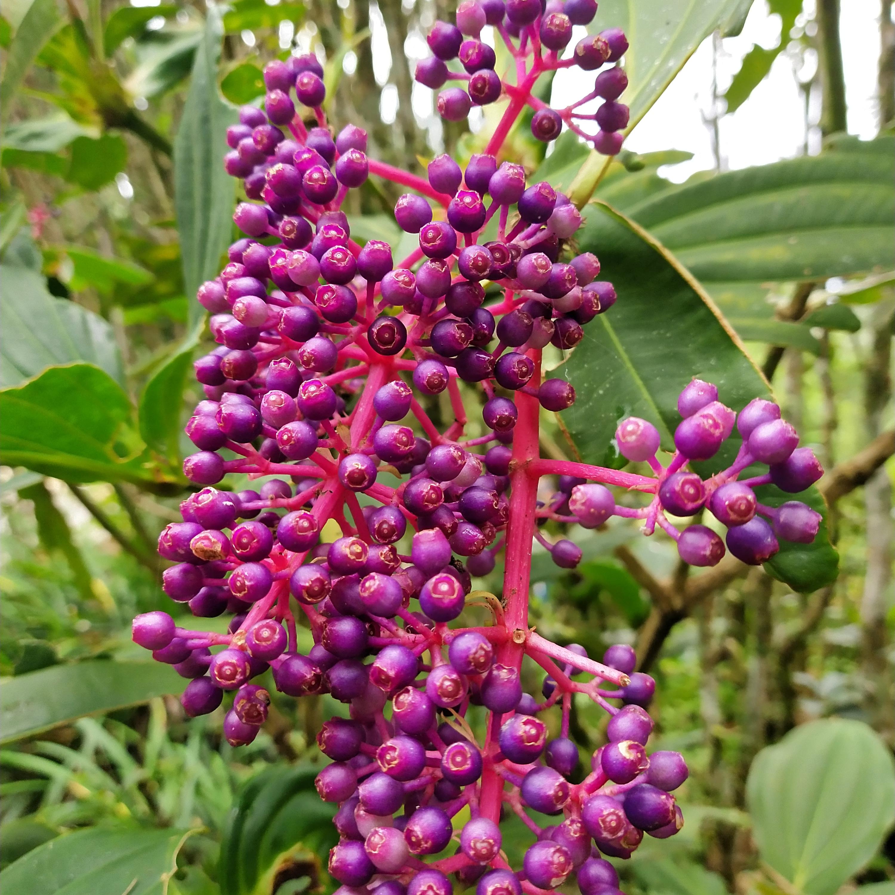 They look like grapes... r/whatsthisplant