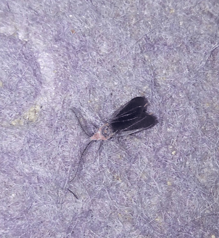 What's this insect? It makes clicking noises when it flies. Size