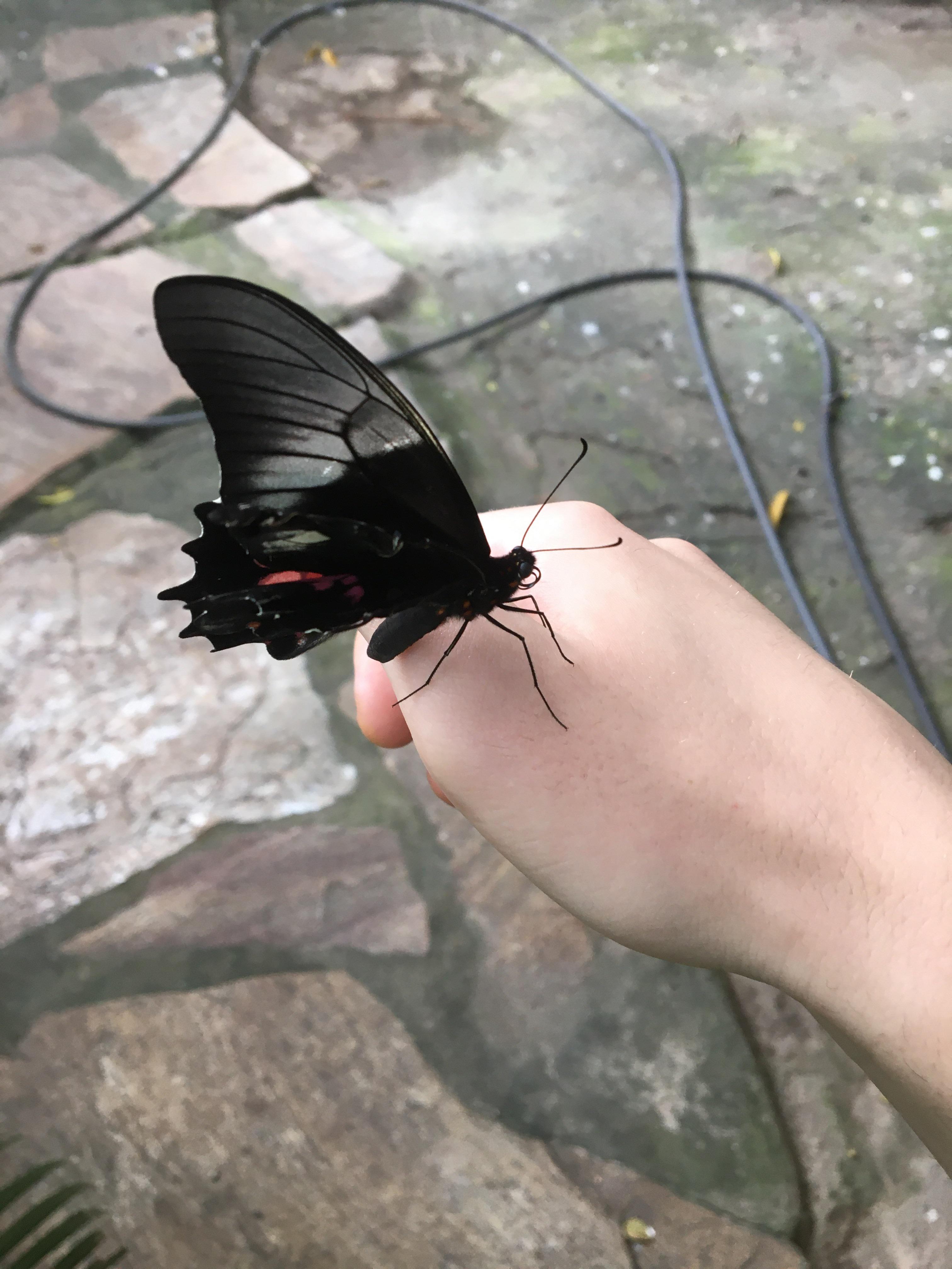 A butterfly landed on me. I like to believe it's because someone who