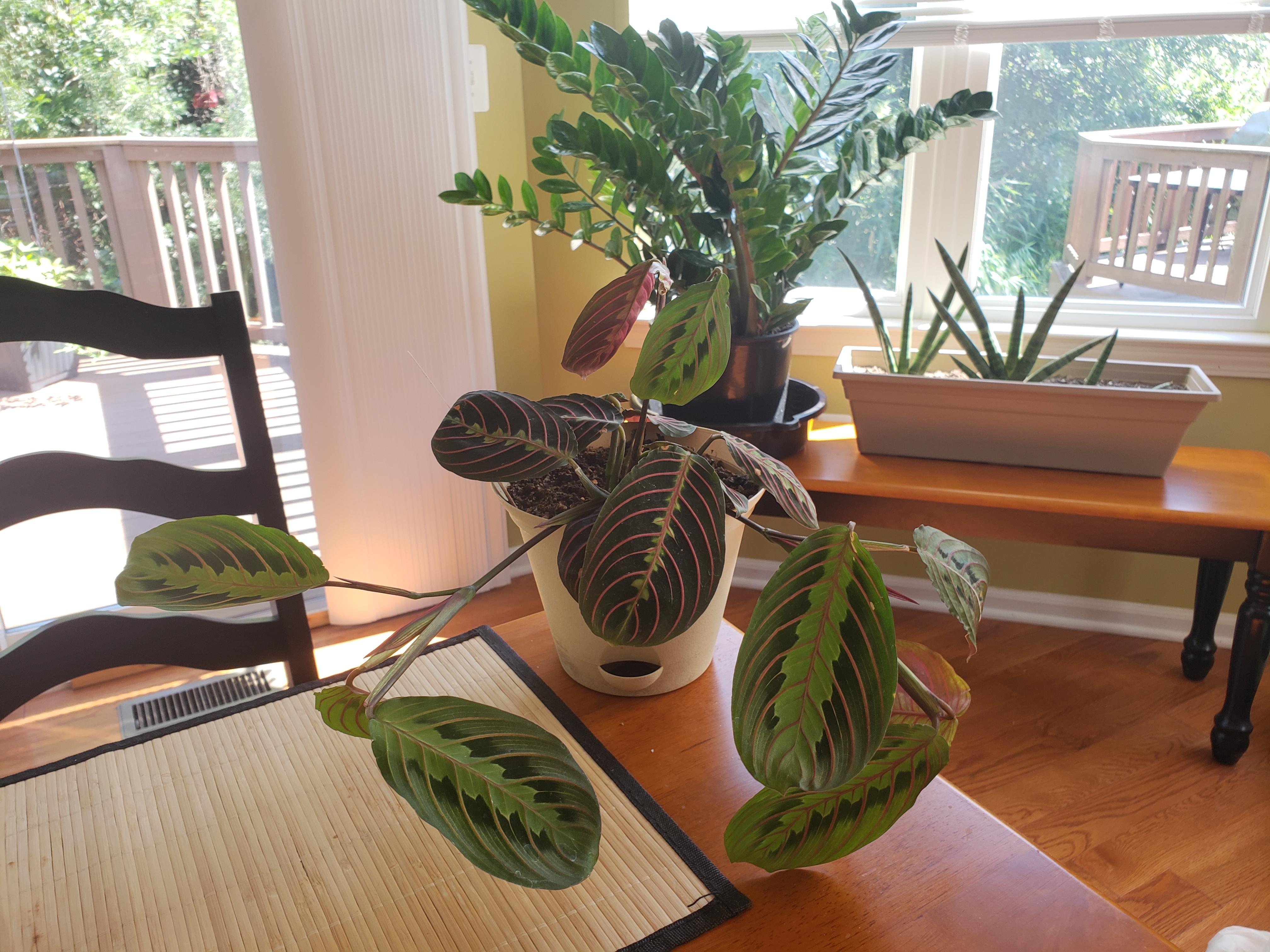 What should I do with this sideways prayer plant?