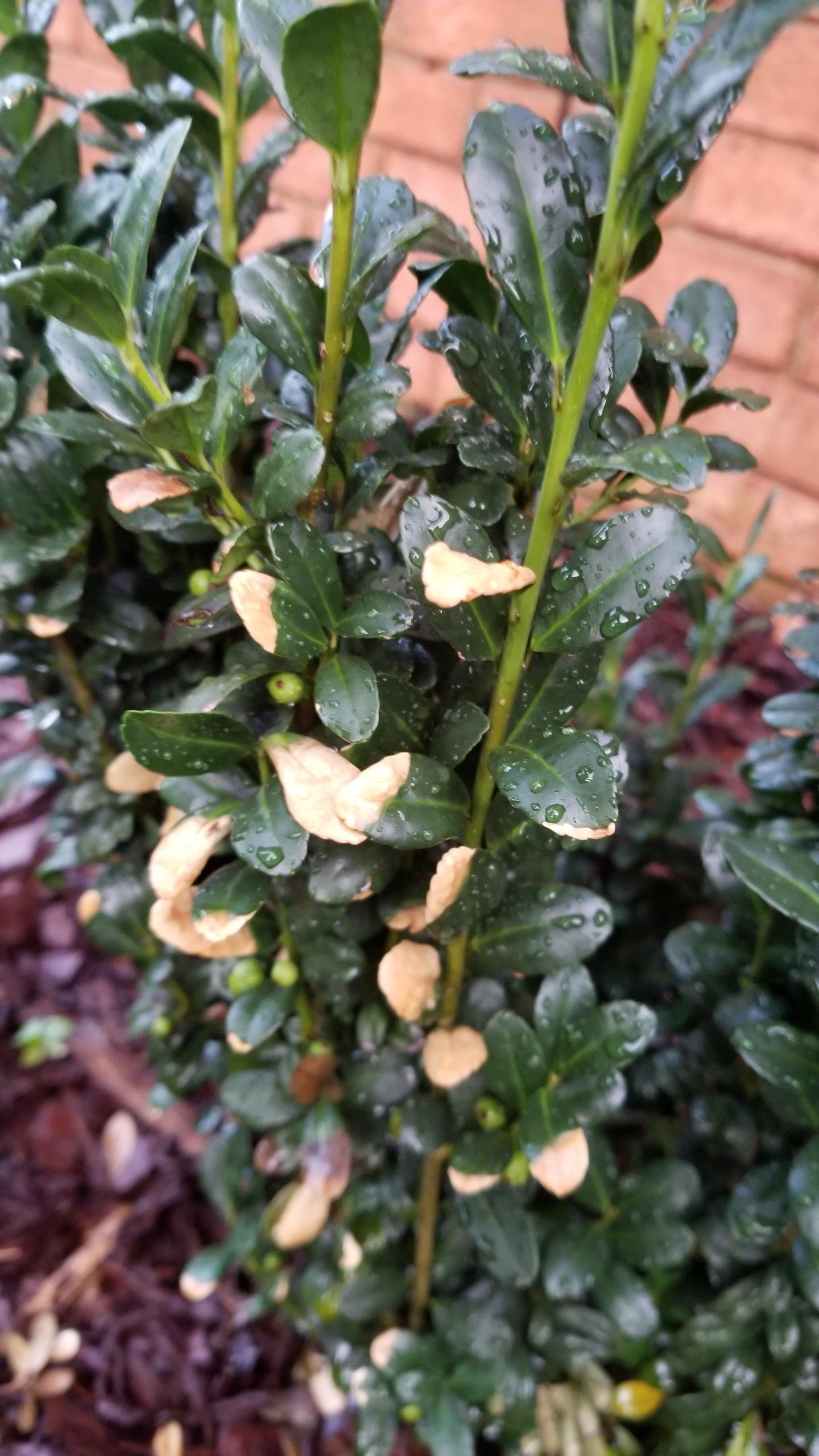 Japanese holly turning! r/plantclinic