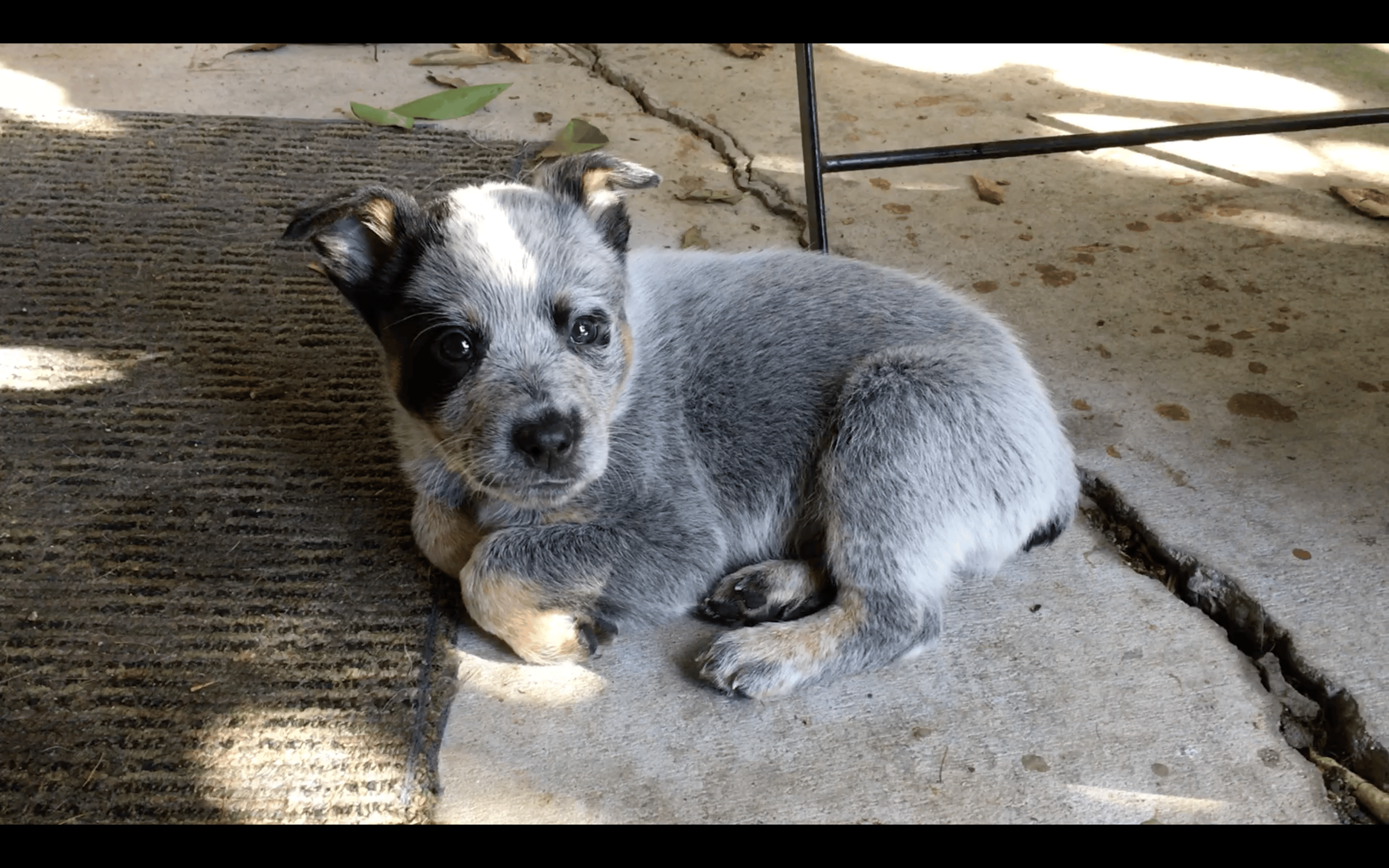 My girlfriend has been wanting a Blue Heeler since she