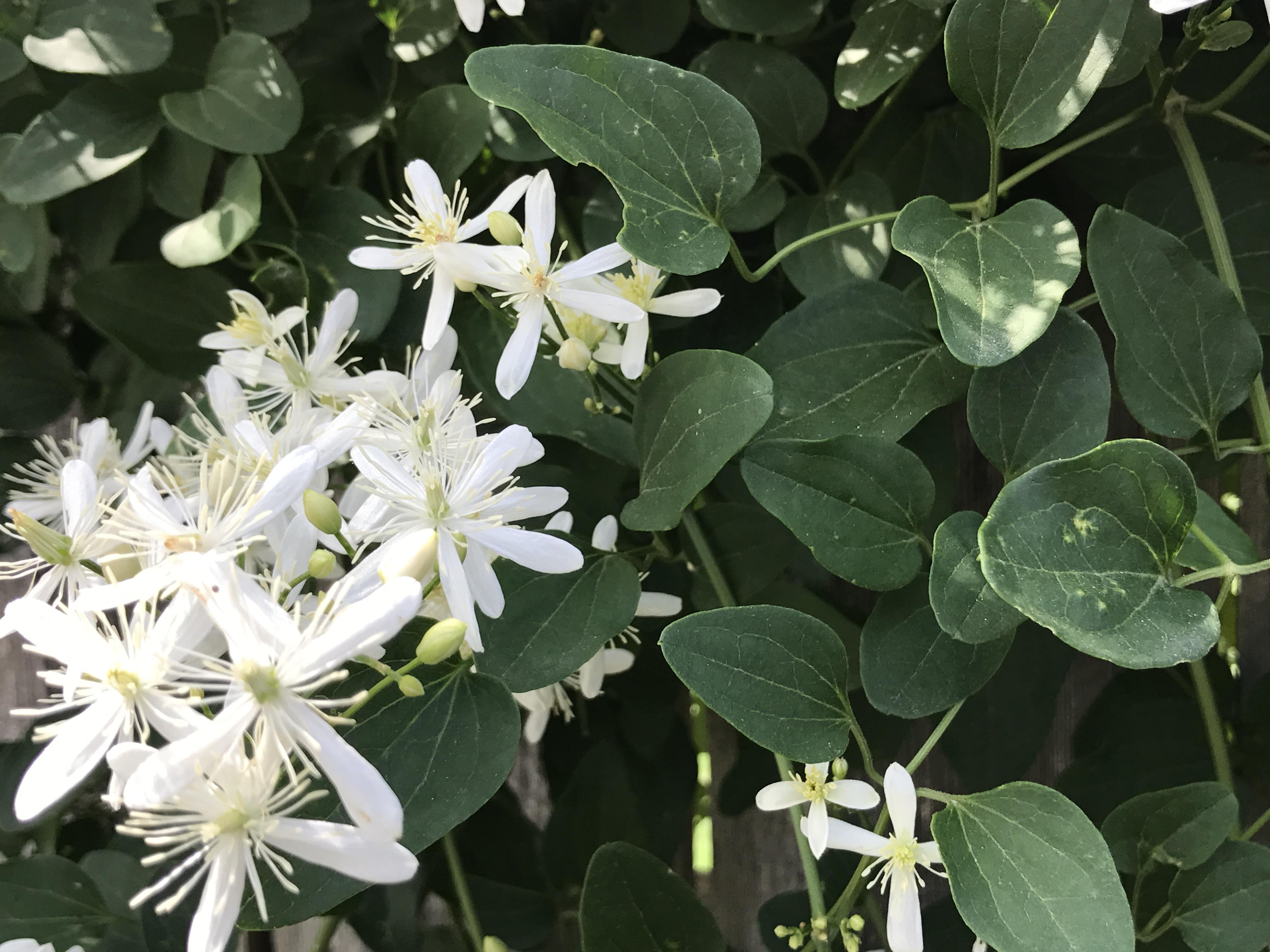 Can you ID this incredible smelling vine? Southern Missouri... r