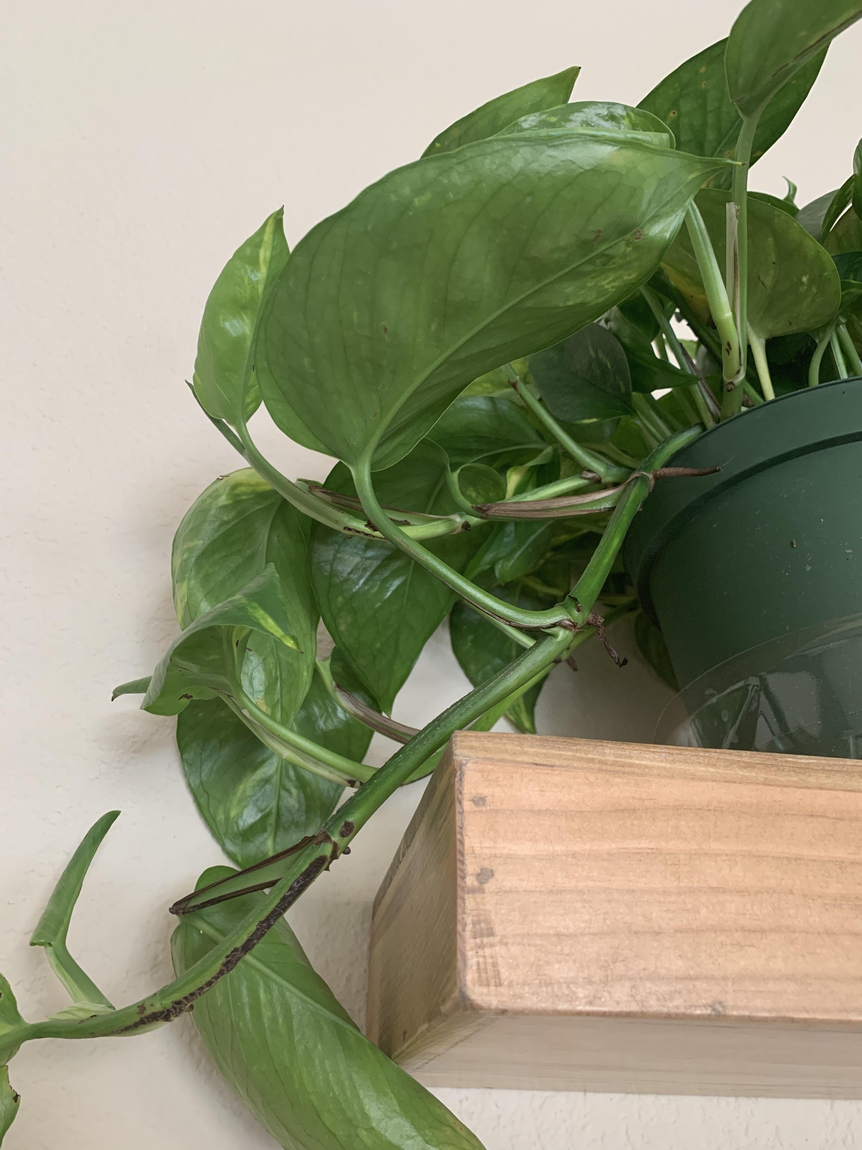 Pothos black on stem normal or disease?