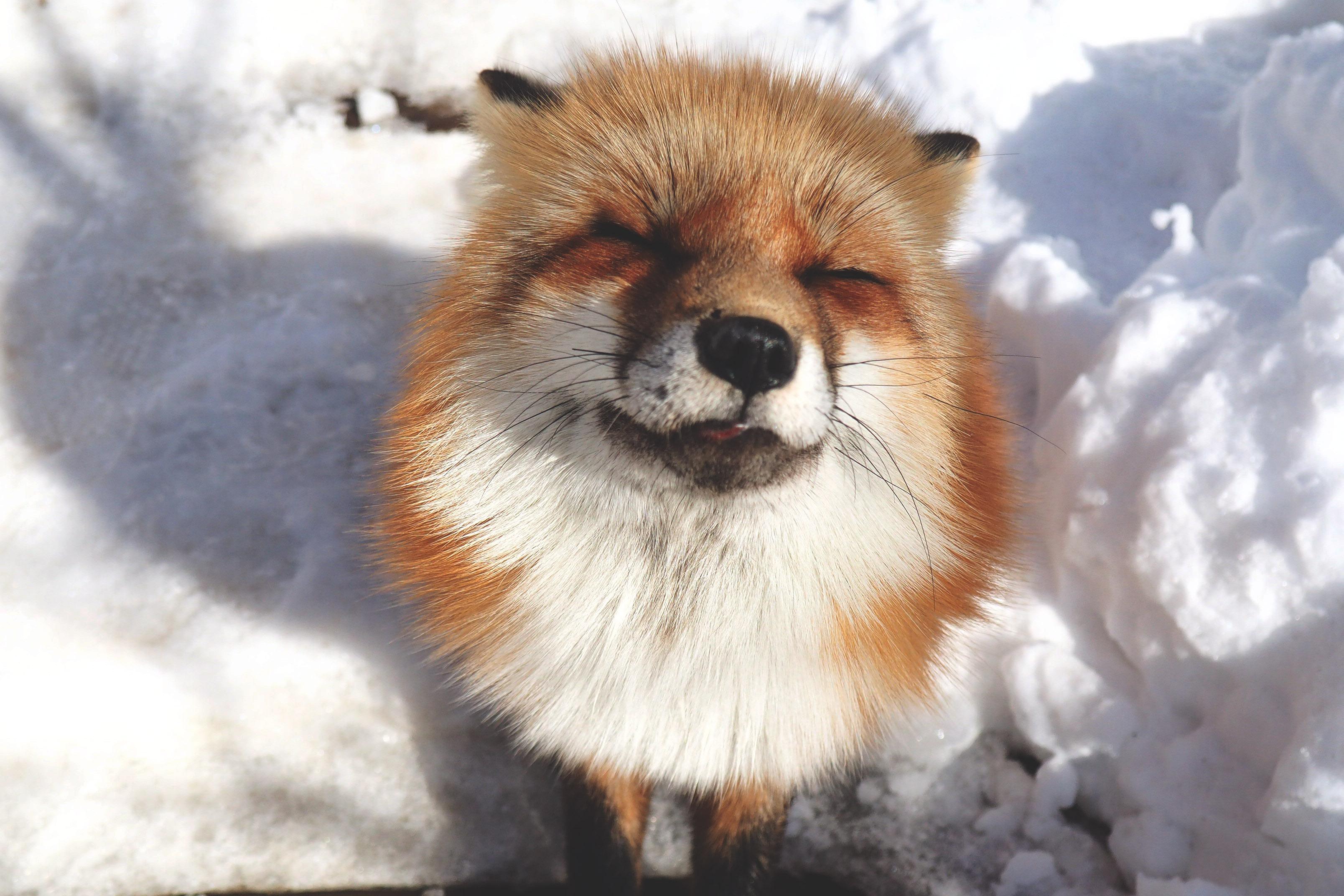 I visited the fox village in Japan, the fluffiest place on earth