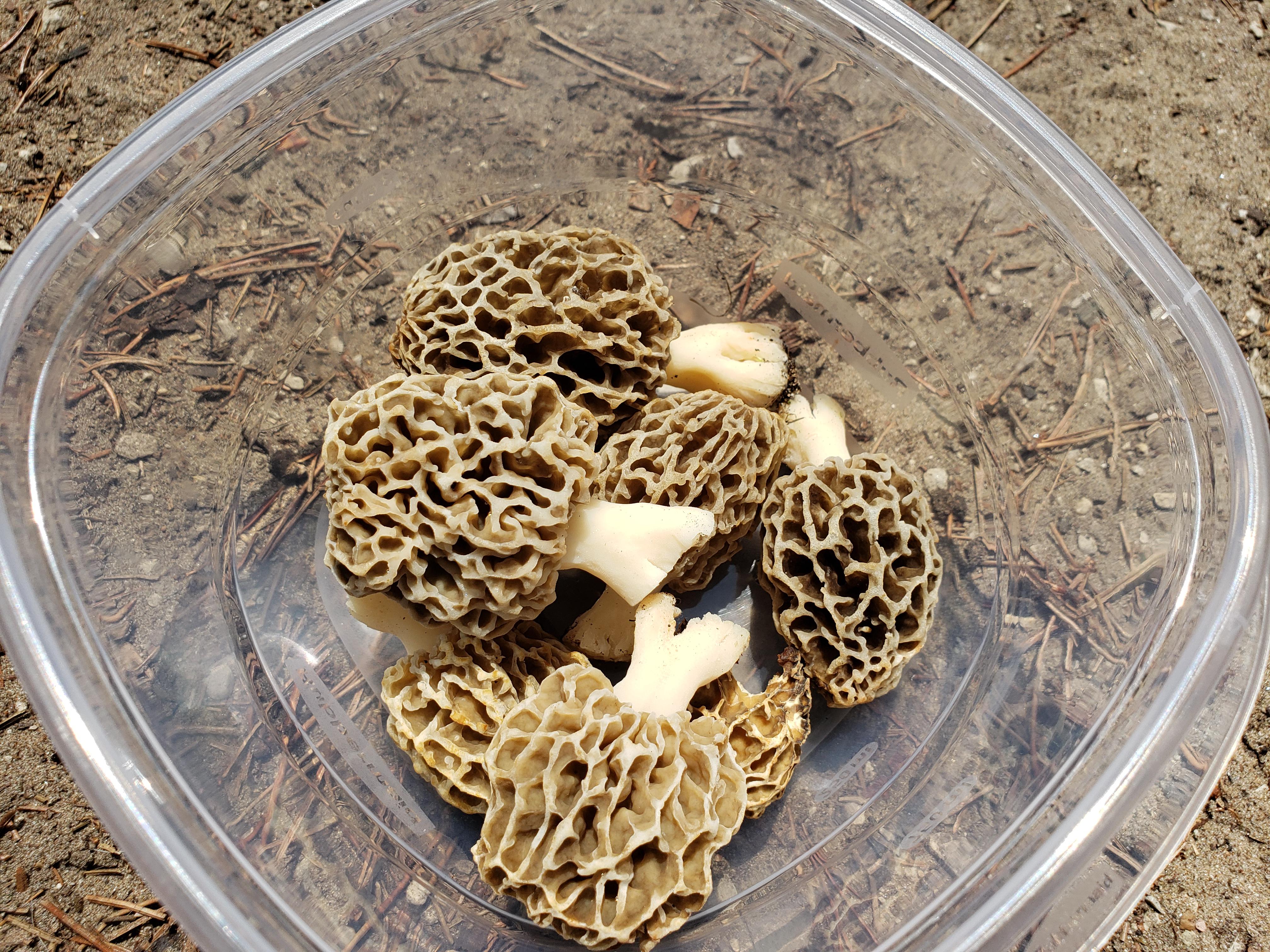 Thanks to the photos I glanced here in r/Wisconsin I recognized morels