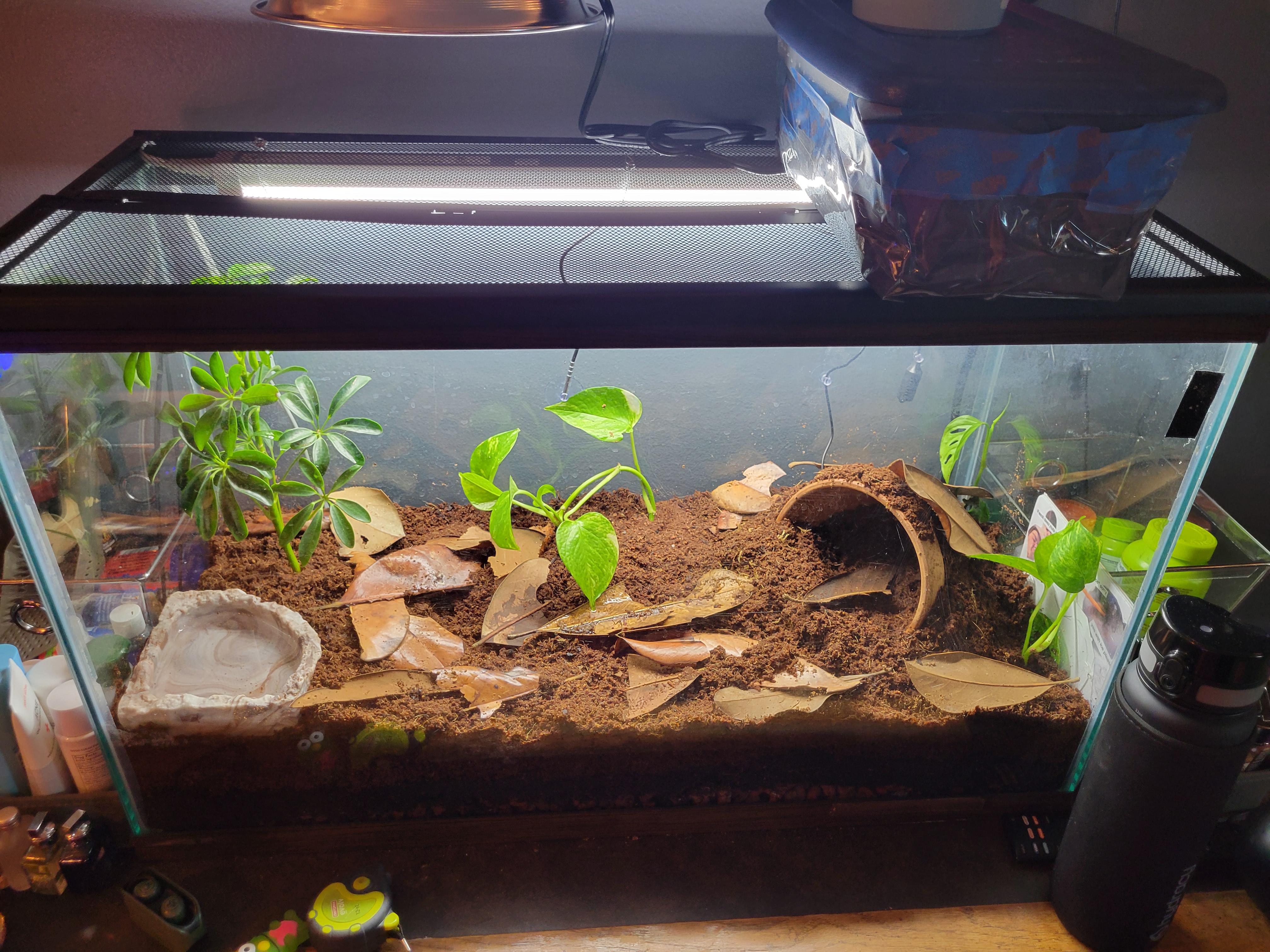 getting my pacman frog soon. this is my first bioactive setup and first