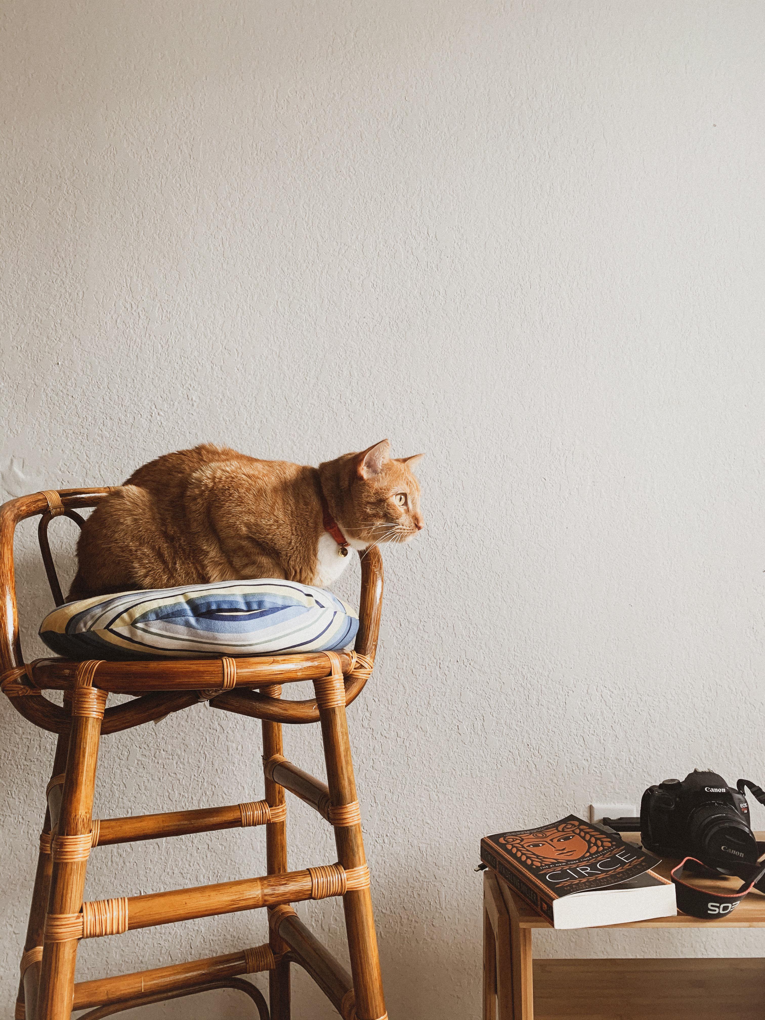 got this rattan chair at an estate sale today! our cat approves! r