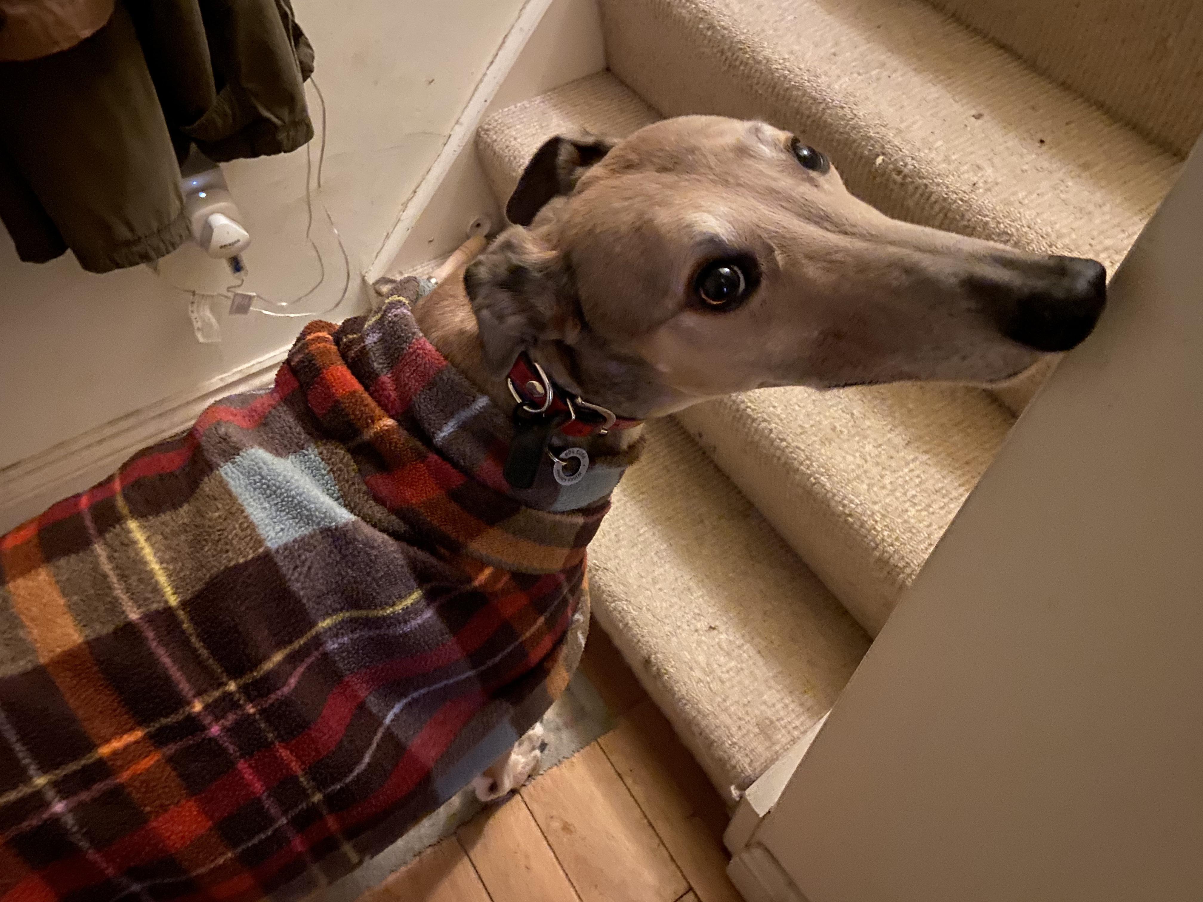 Pi gets cold at night but always looks suspiciously at me if I put a