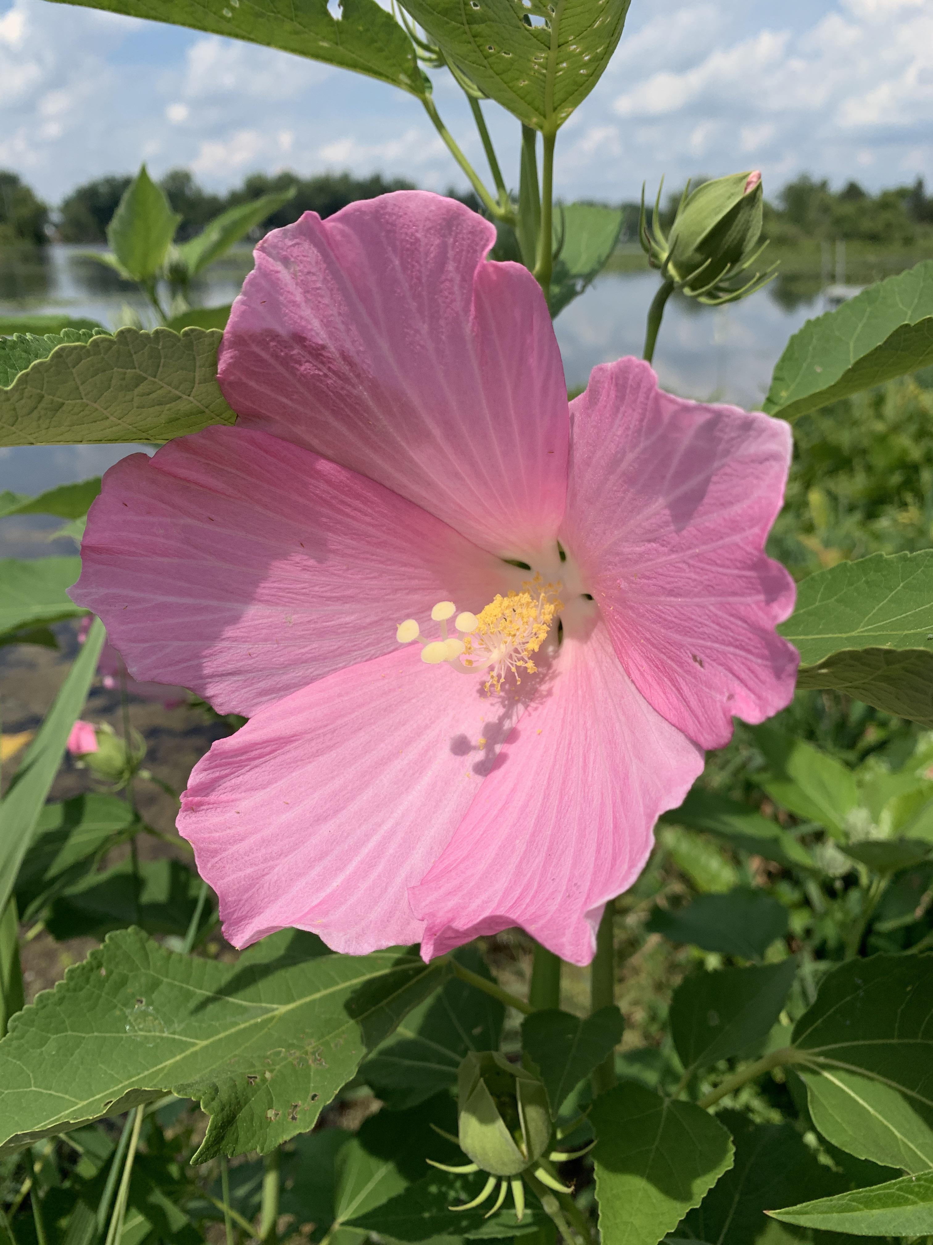 One of my favorites, a Michigan native hibiscus, swamp rose mallow. It