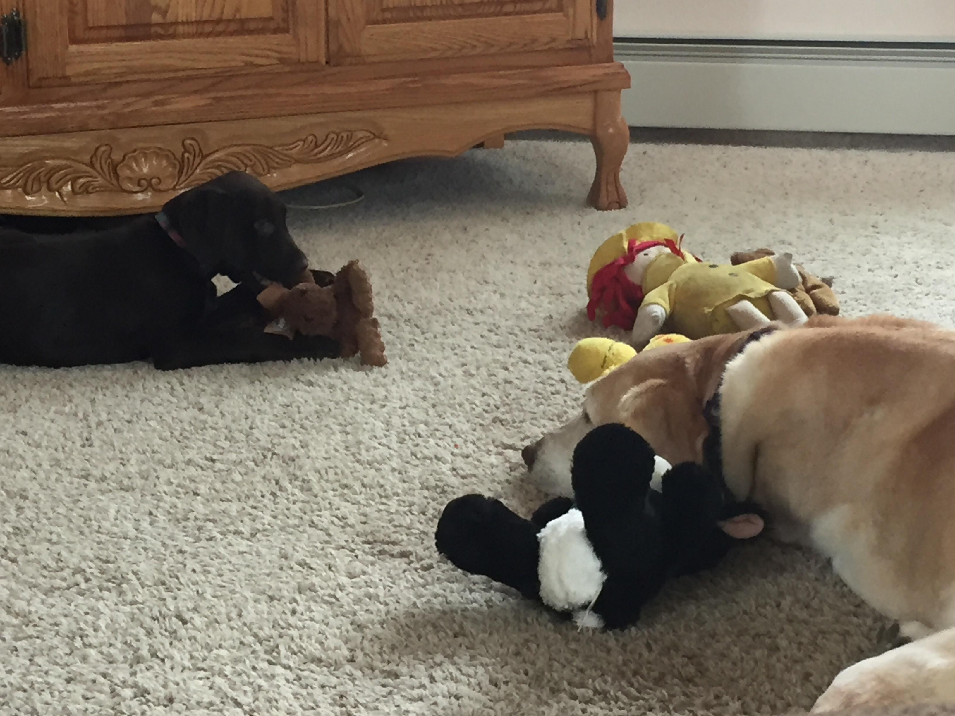 Learning to share. r/dogs_getting_dogs