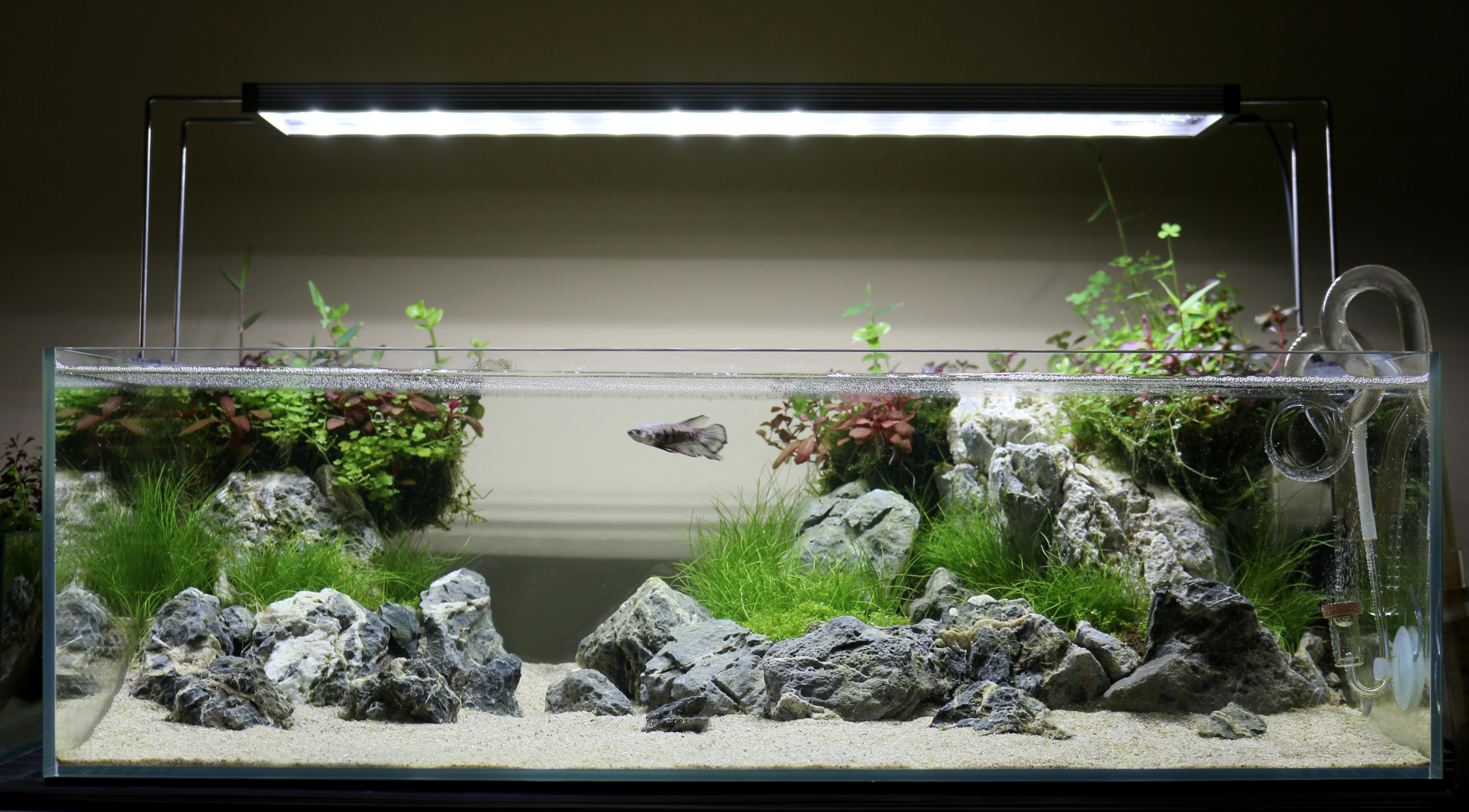 [FTS] Just over a month into this 10gal shallow scape! r/Aquariums