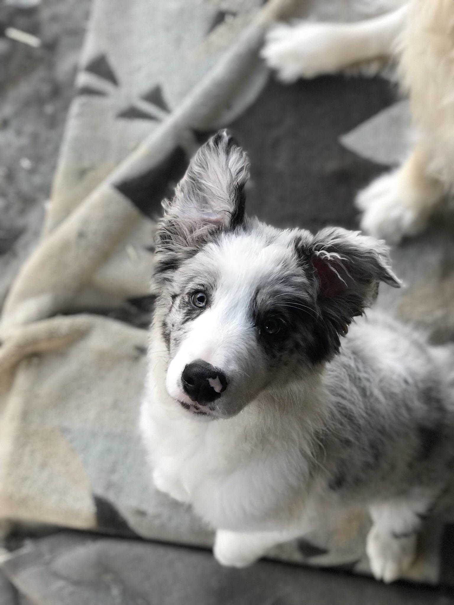 Floppy Ears BorderCollie