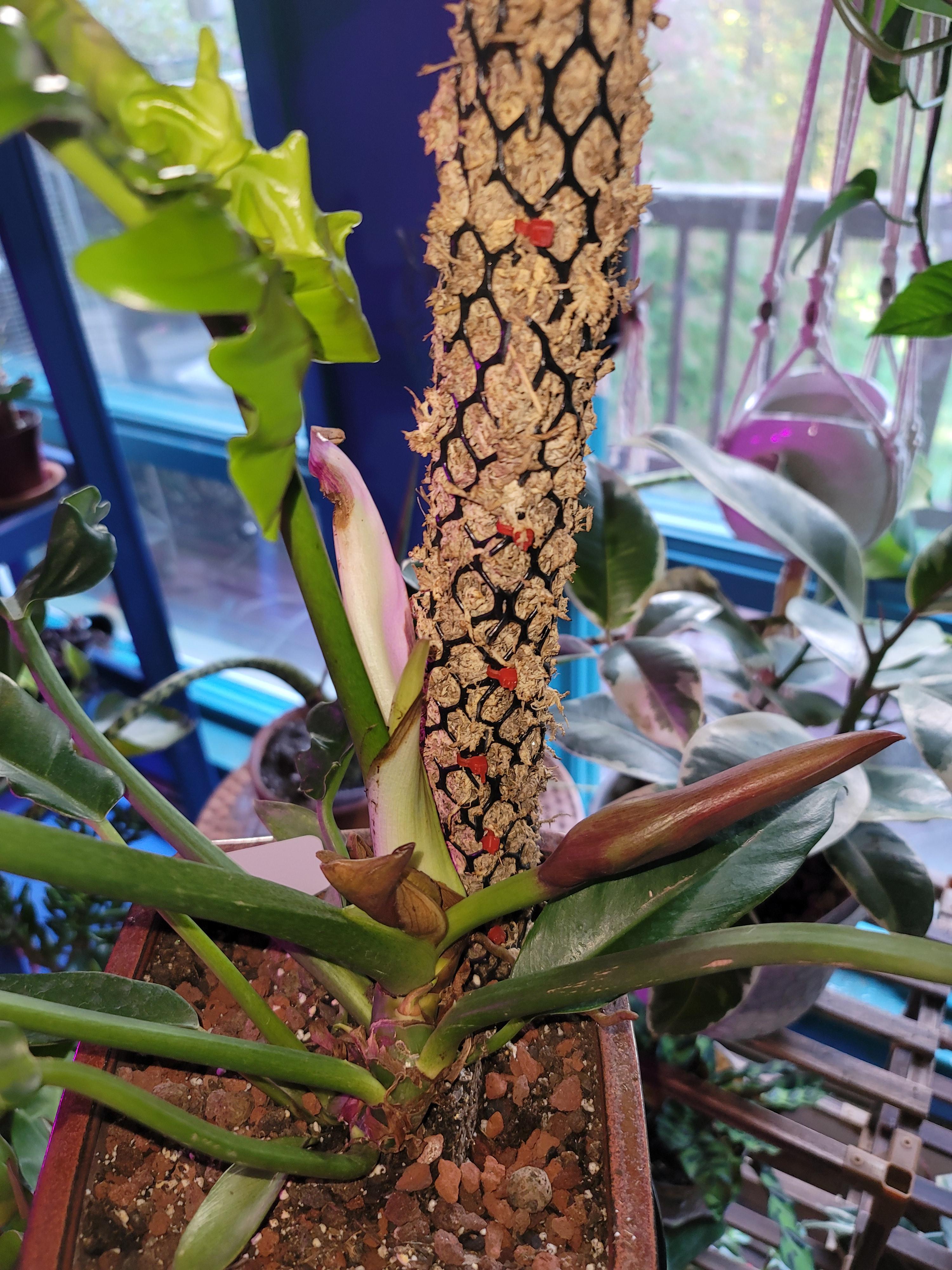 Is this a flower & a fruit on my Jungle Boogie? r/houseplants
