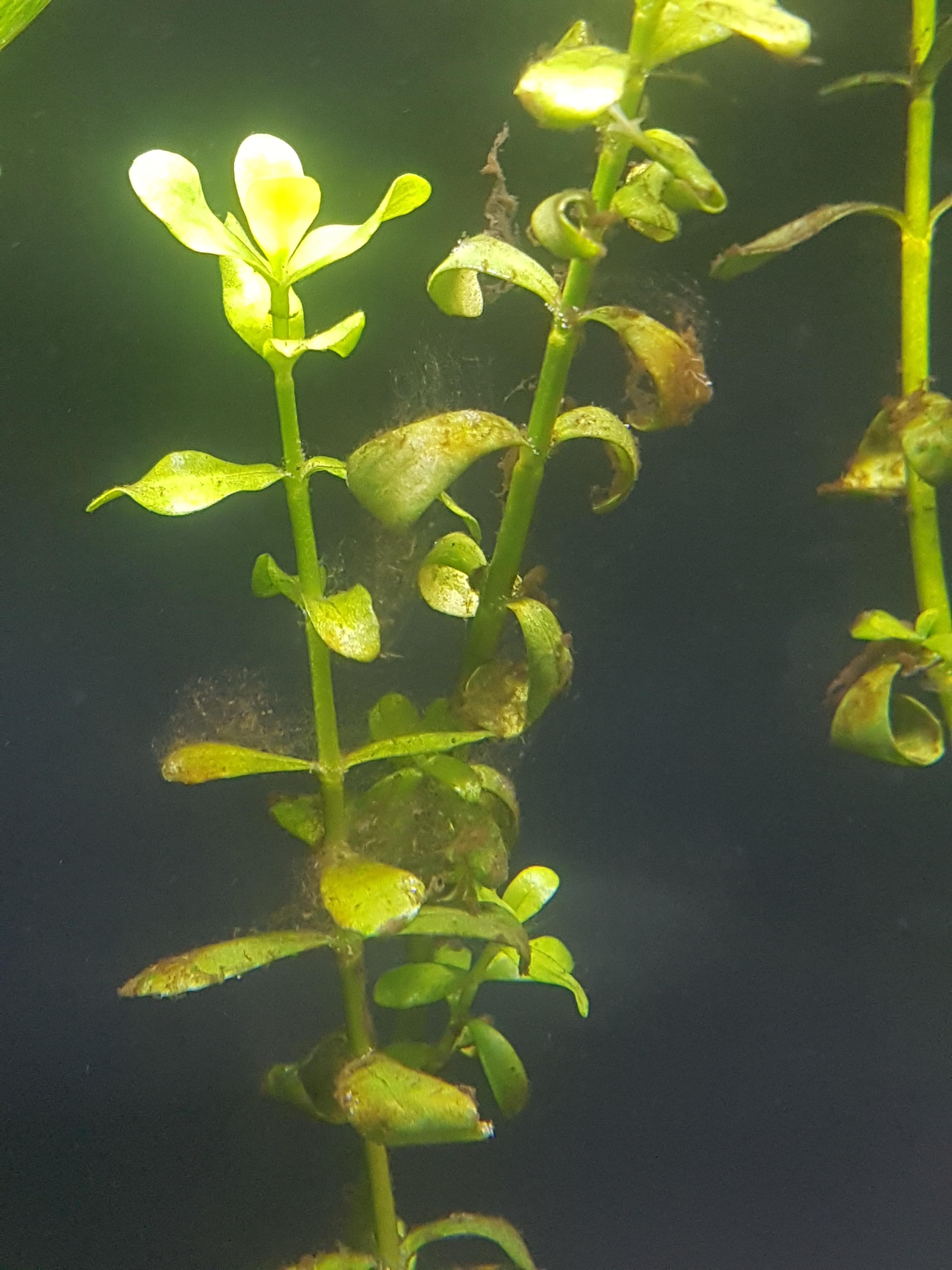 Cycling new tank, brown spots on plants and algea? r/Aquariums