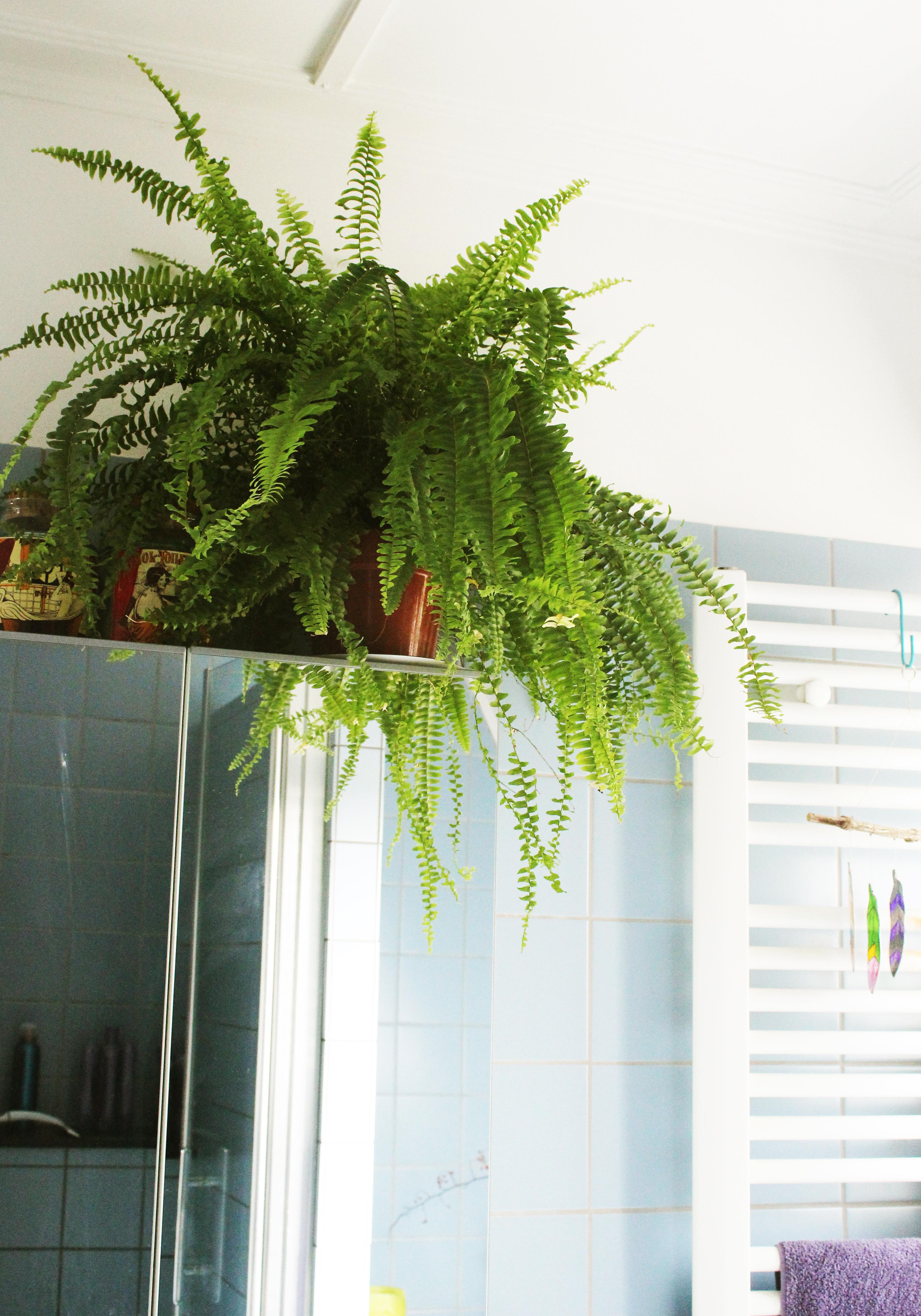 Boston fern is happy in my humid bathroom r/houseplants