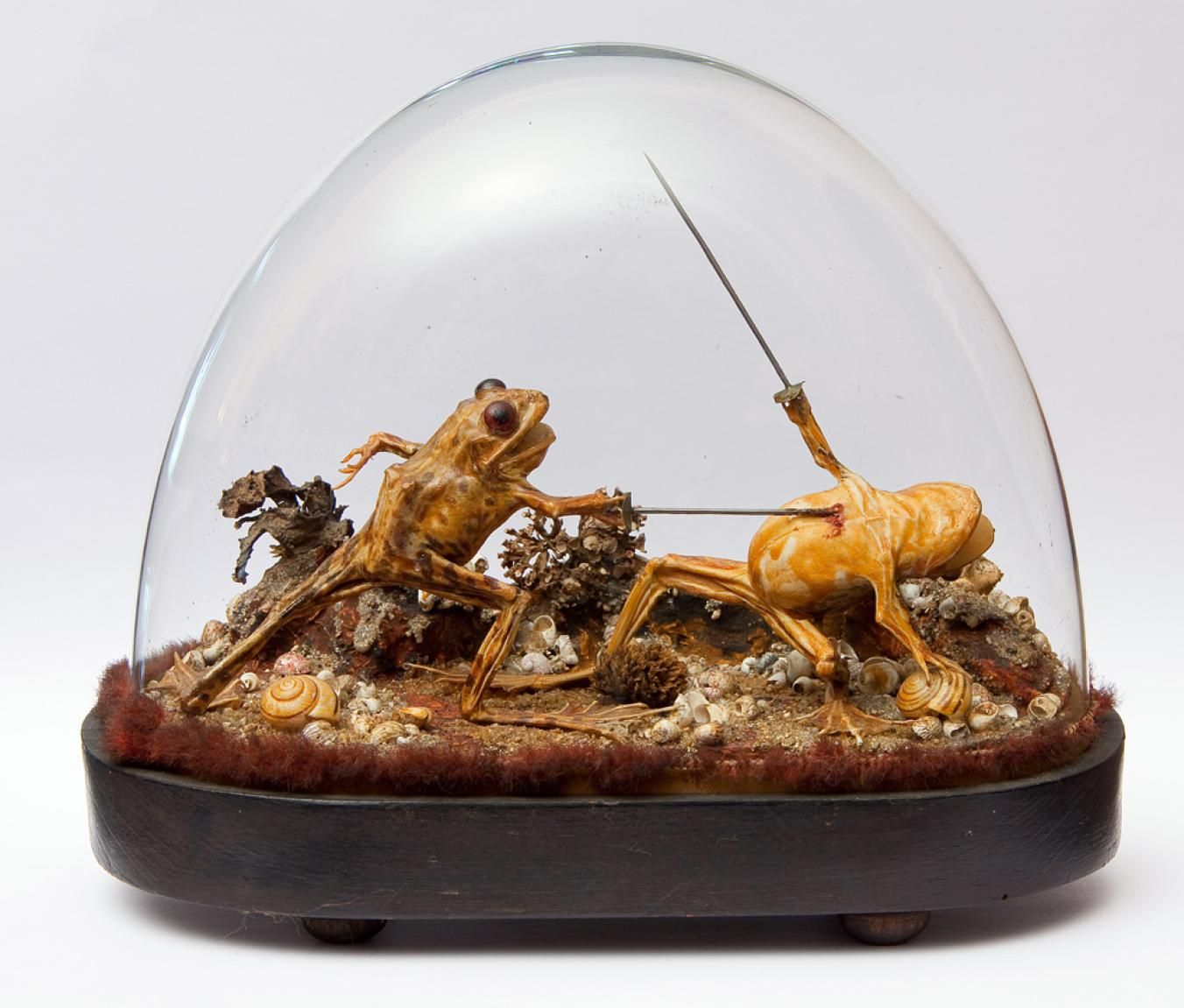 Two stuffed frogs having a sword fight, found in a late 19th century French mansion "Maison