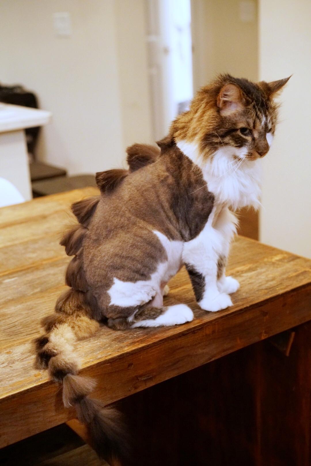 How To Shave A Cat Like A Lion change comin