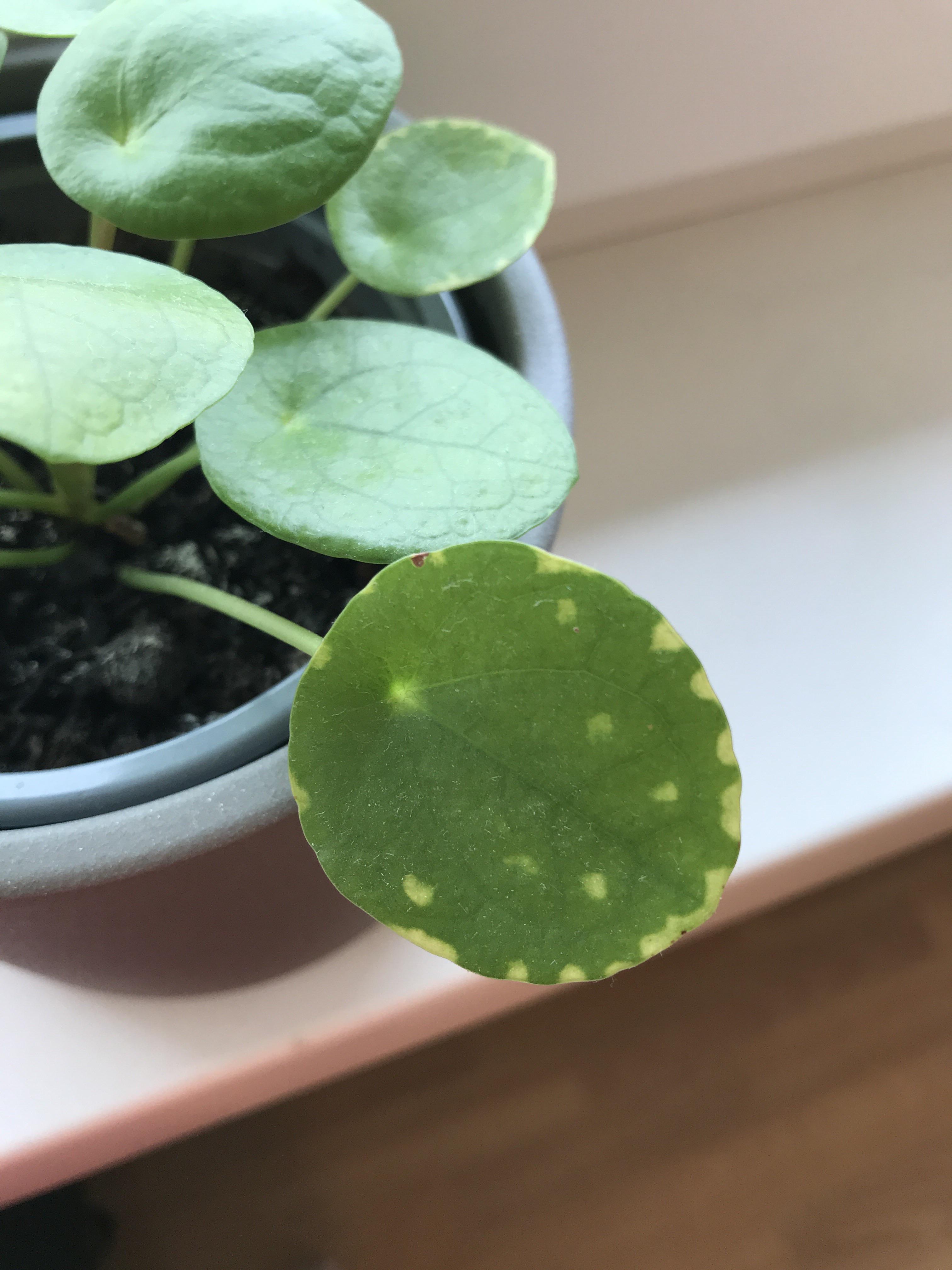Might anyone have any idea why my pilea has these yellow spots on the