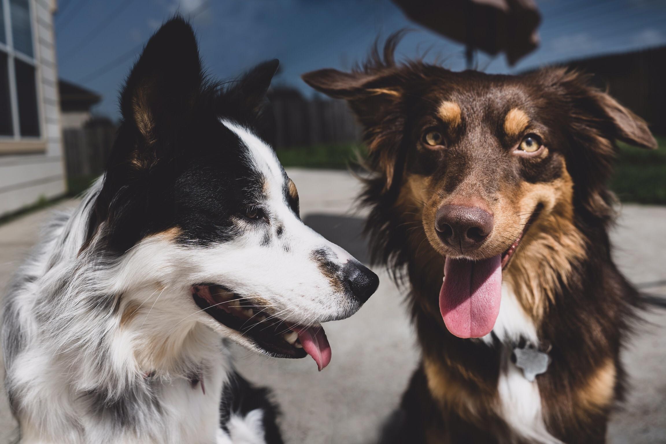 Korra & Kane, my 1 year old Aussie pups r/AustralianShepherd