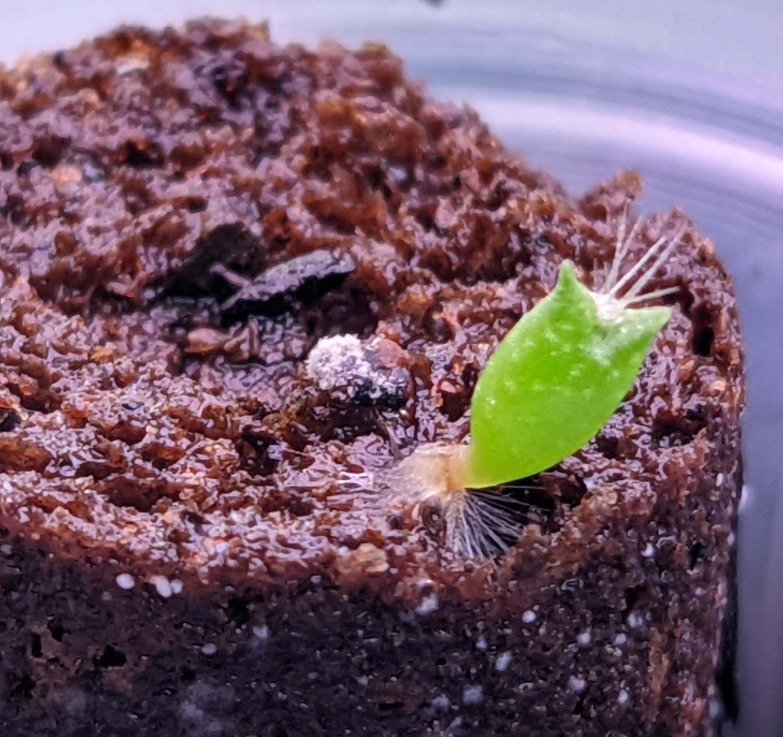 Aerogarden sponge getting a little moldy? r/sanpedrocactus