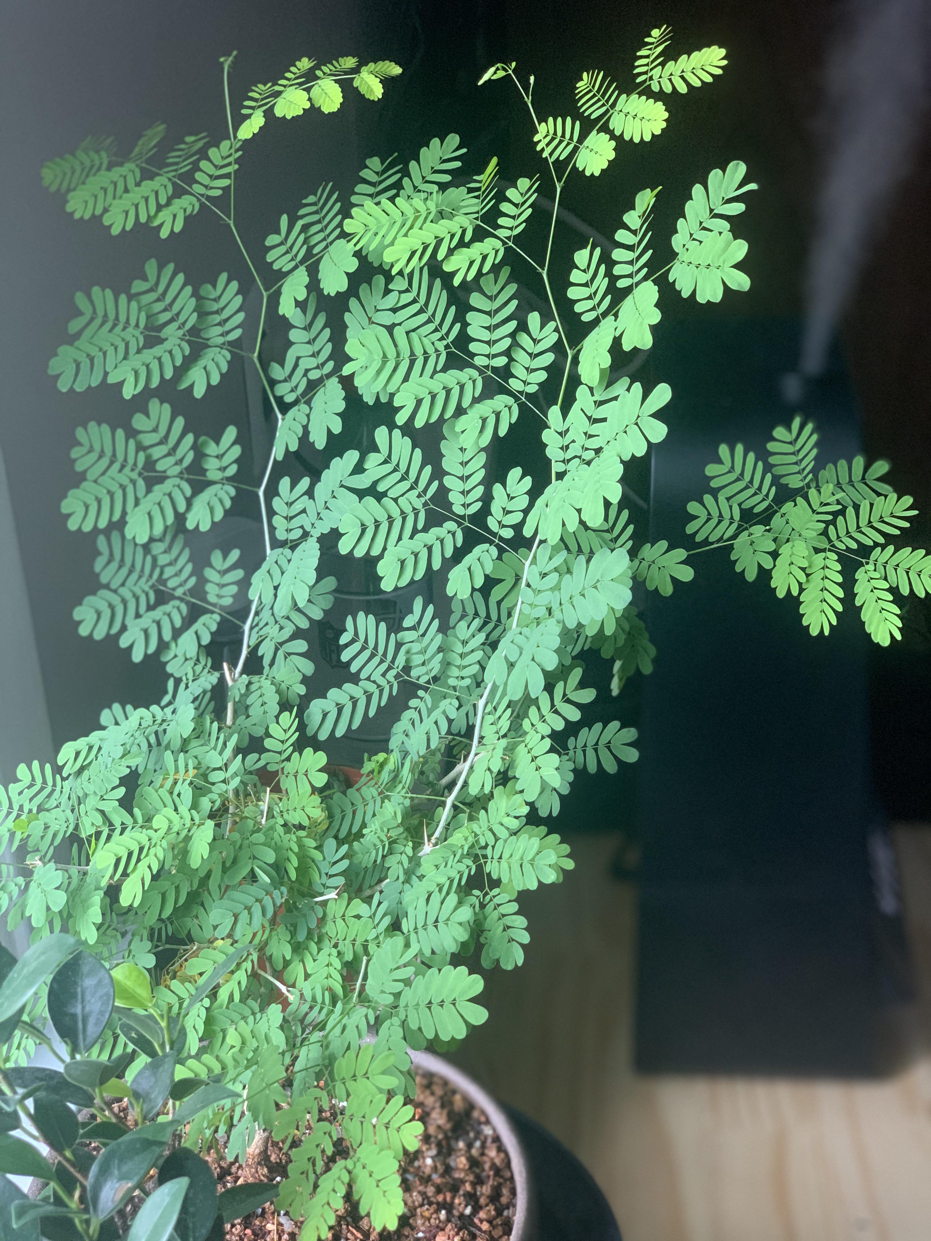 Since you all loved my Brazilian Rain Tree so much. Here is a better