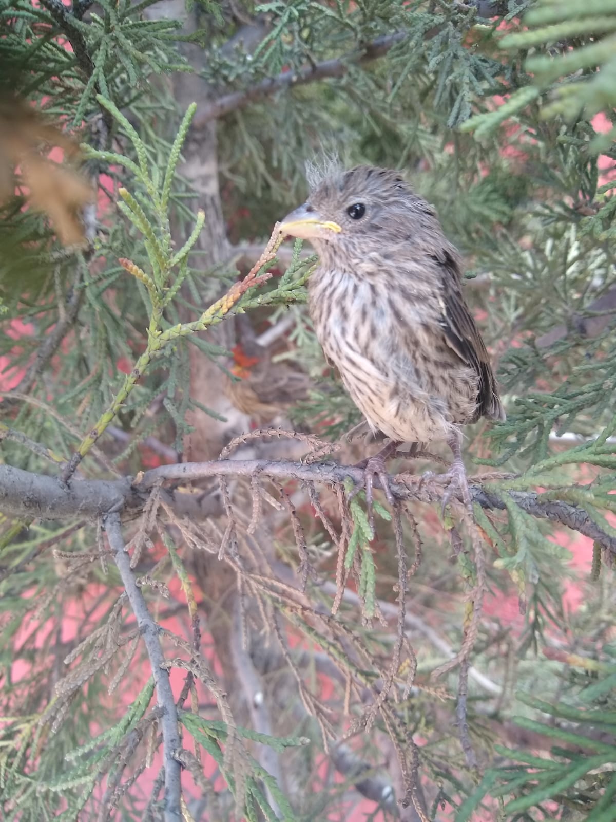 Baby bird in my yard r/Animal