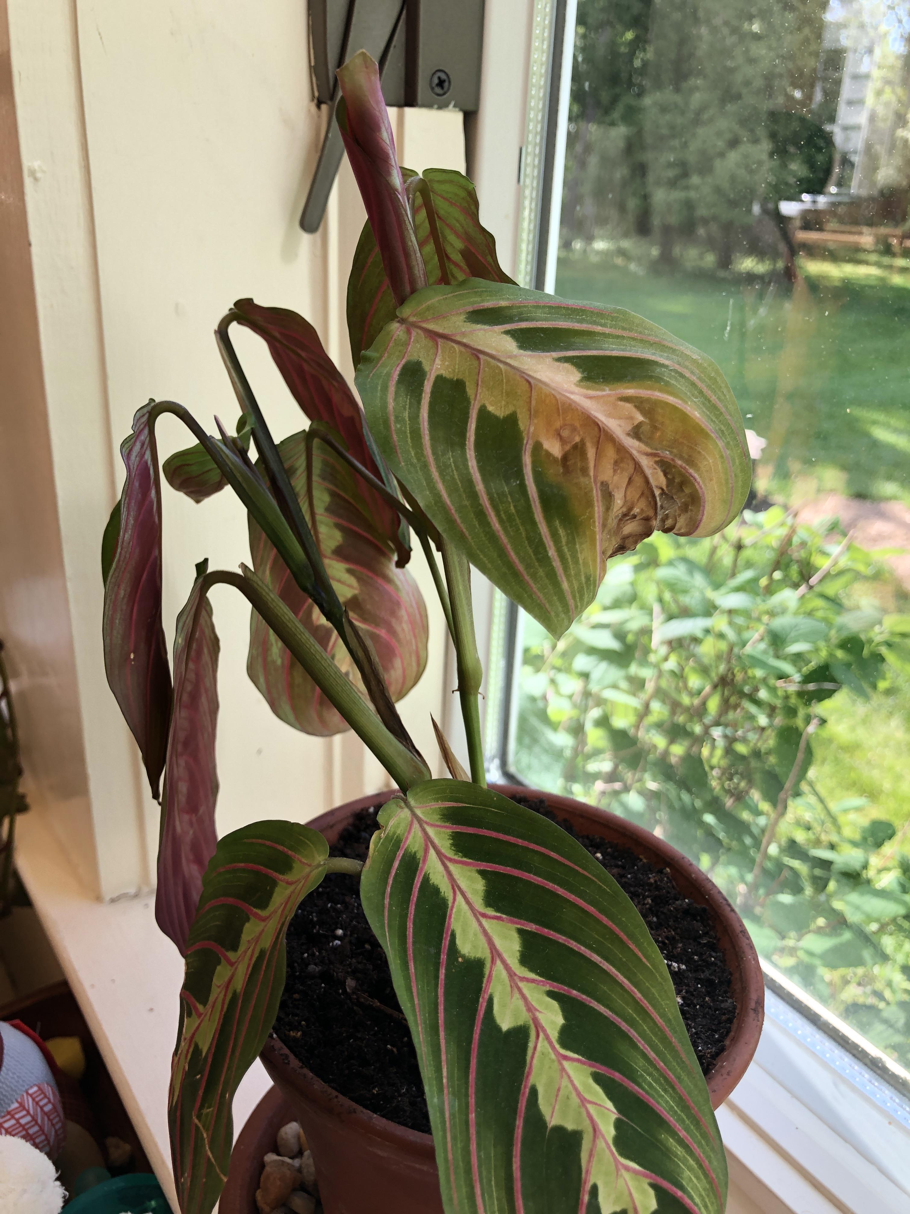 Prayer plant leaf turning brown! I think was overwatering it when I
