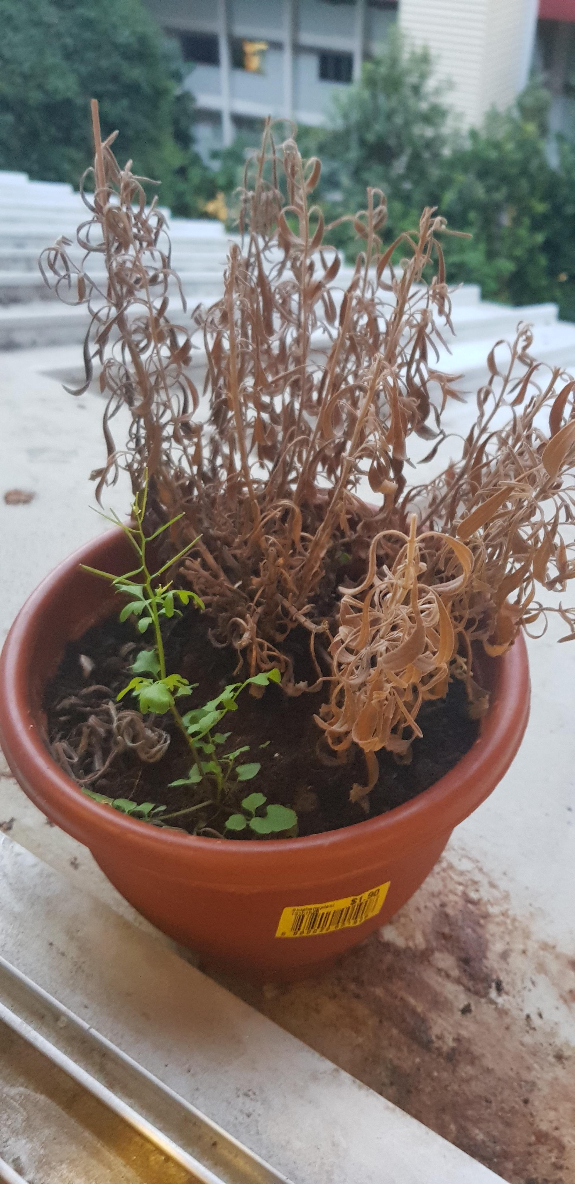 Can this baby be revived? And also, can someone ID the greenish plant