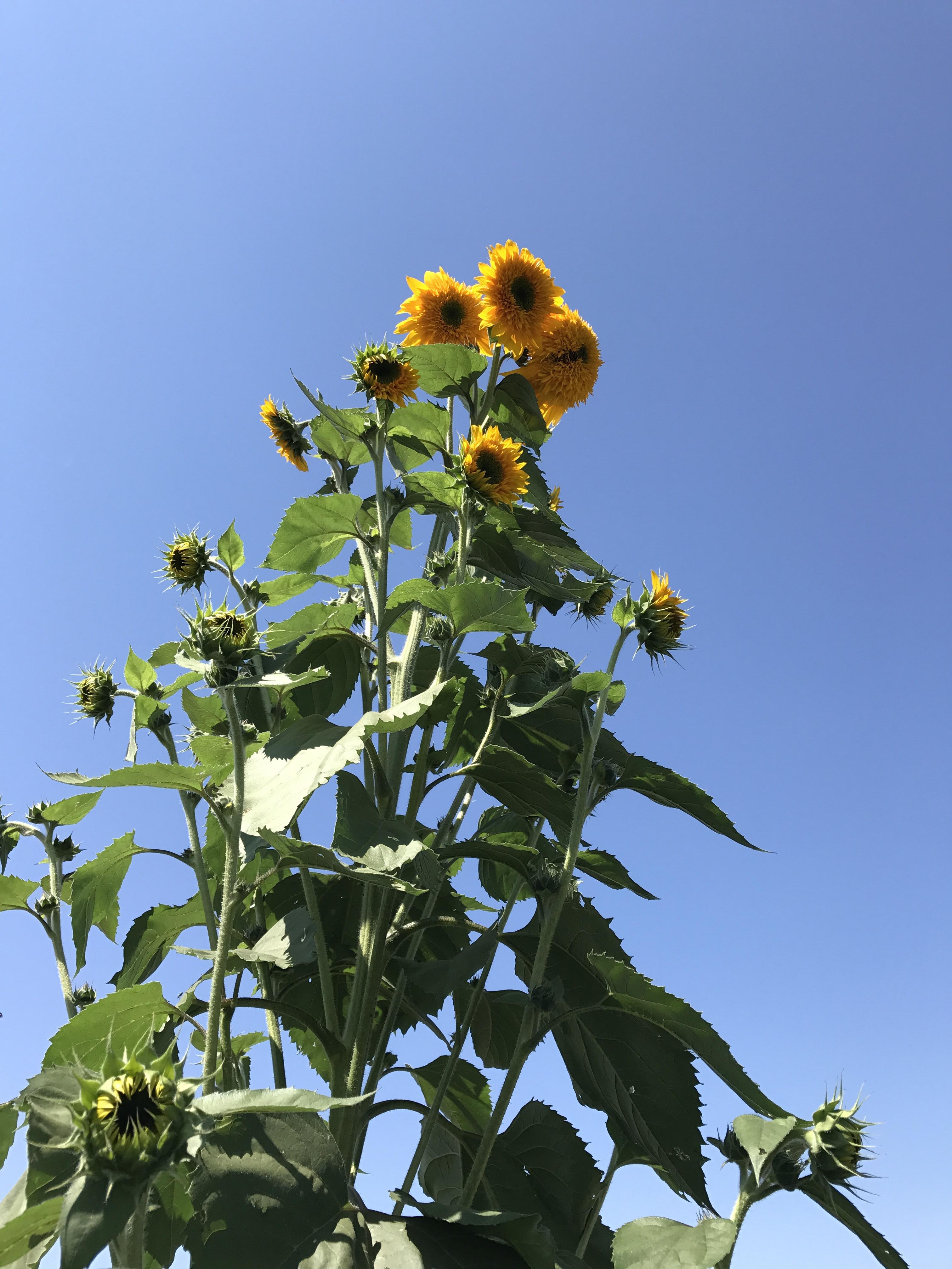 My giant sunflowers are finally starting to open ) r/gardening