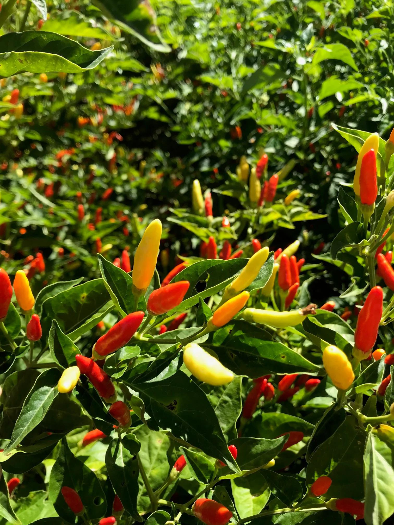 Tabasco pepper : r/HotPeppers