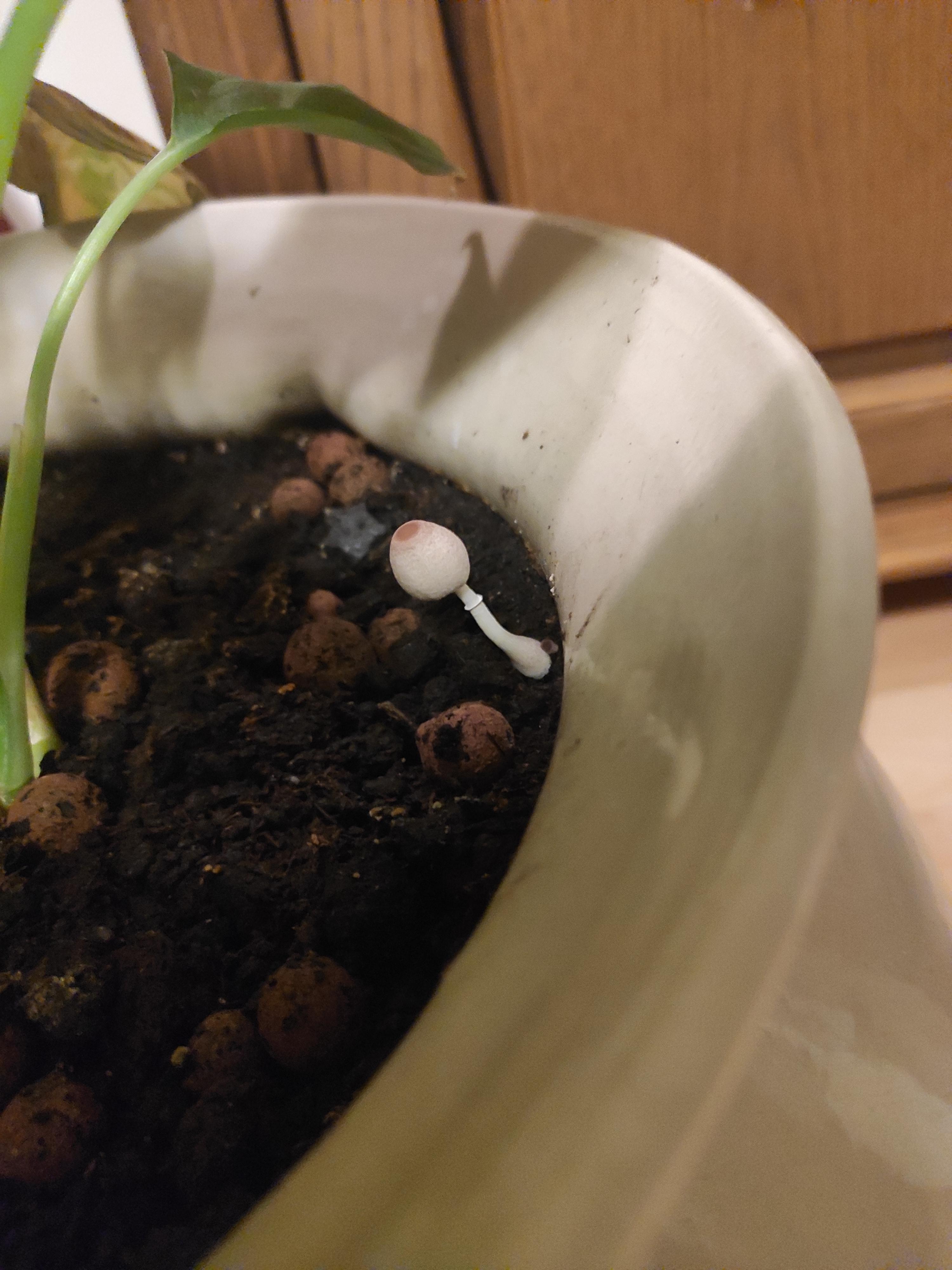 Why did a mushroom grow in my dumb cane's pot? Is it dangerous? r