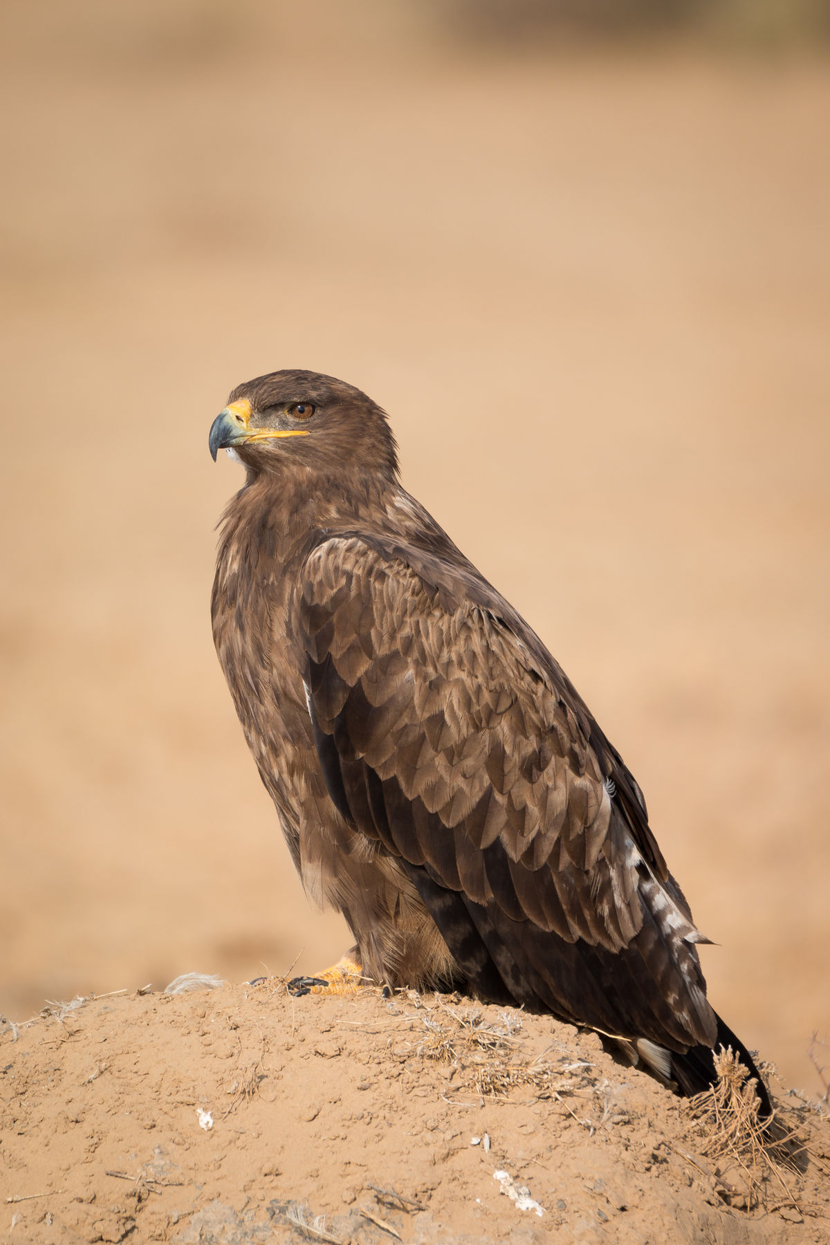 Our national bird, the steppe eagle r/Egypt