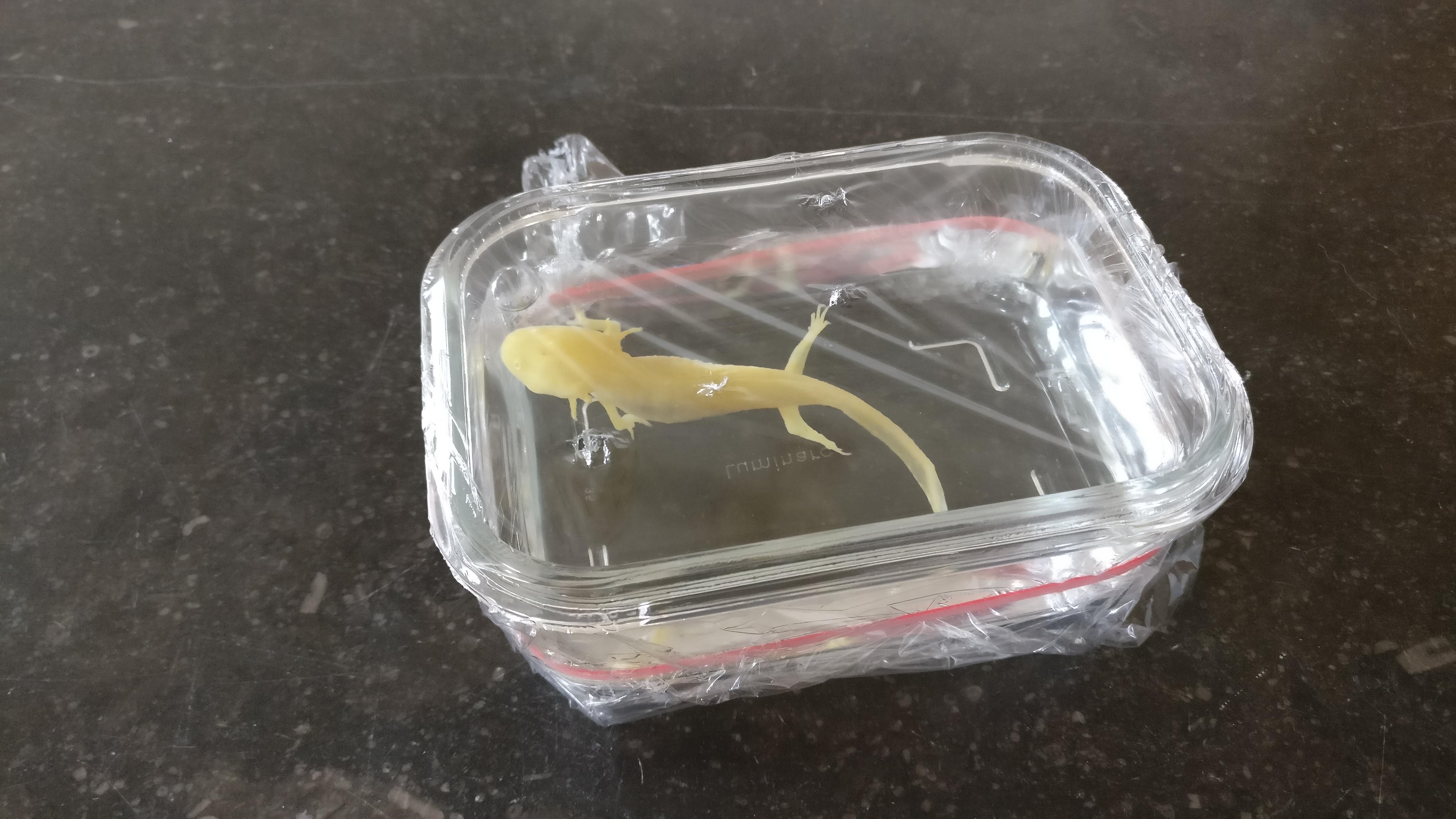 Is this a good way to store my ax in the fridge? r/axolotls