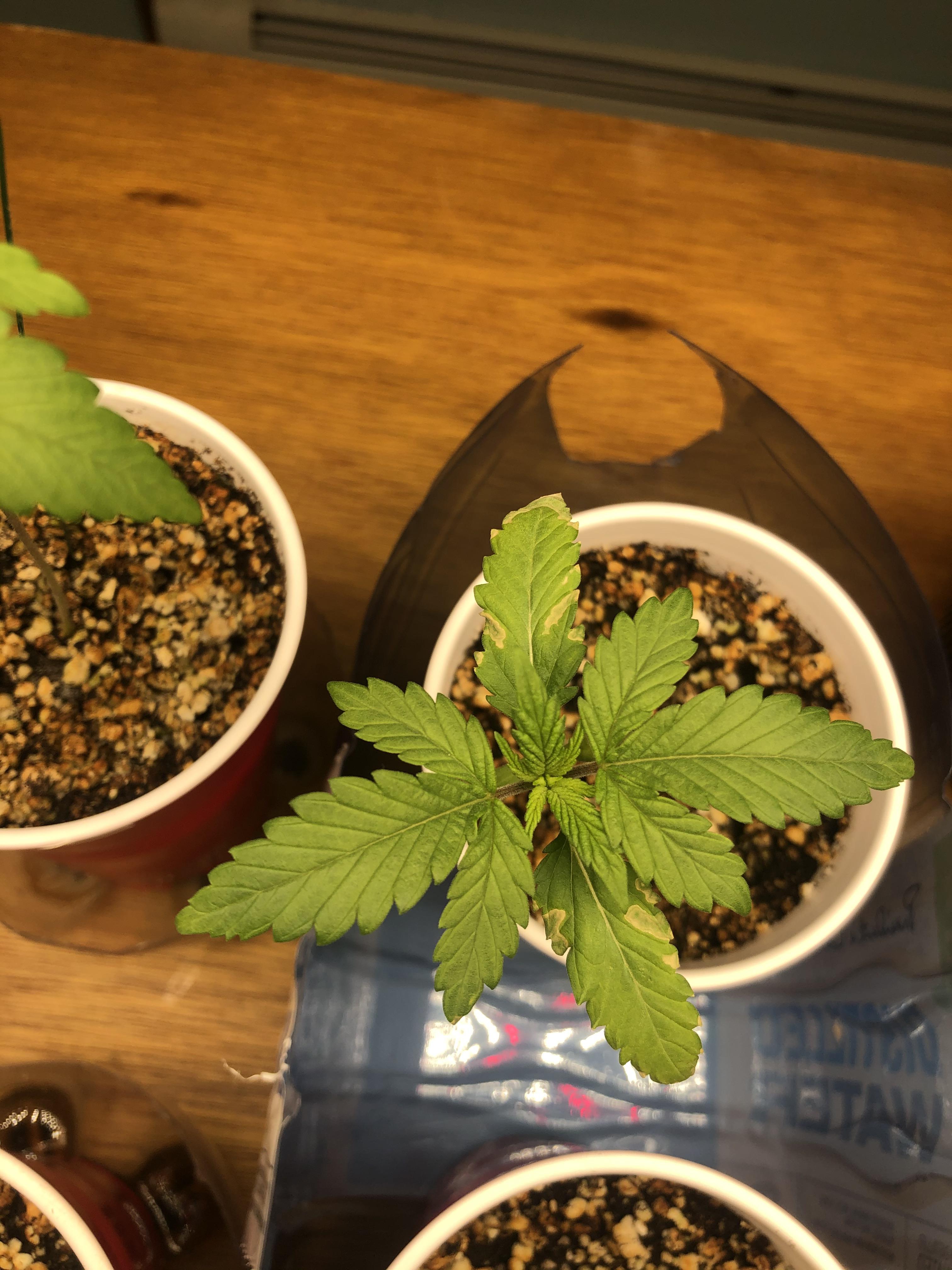 Help! Is this Hop Latent Viroid? Ethos seeds lemon berry candy OG r
