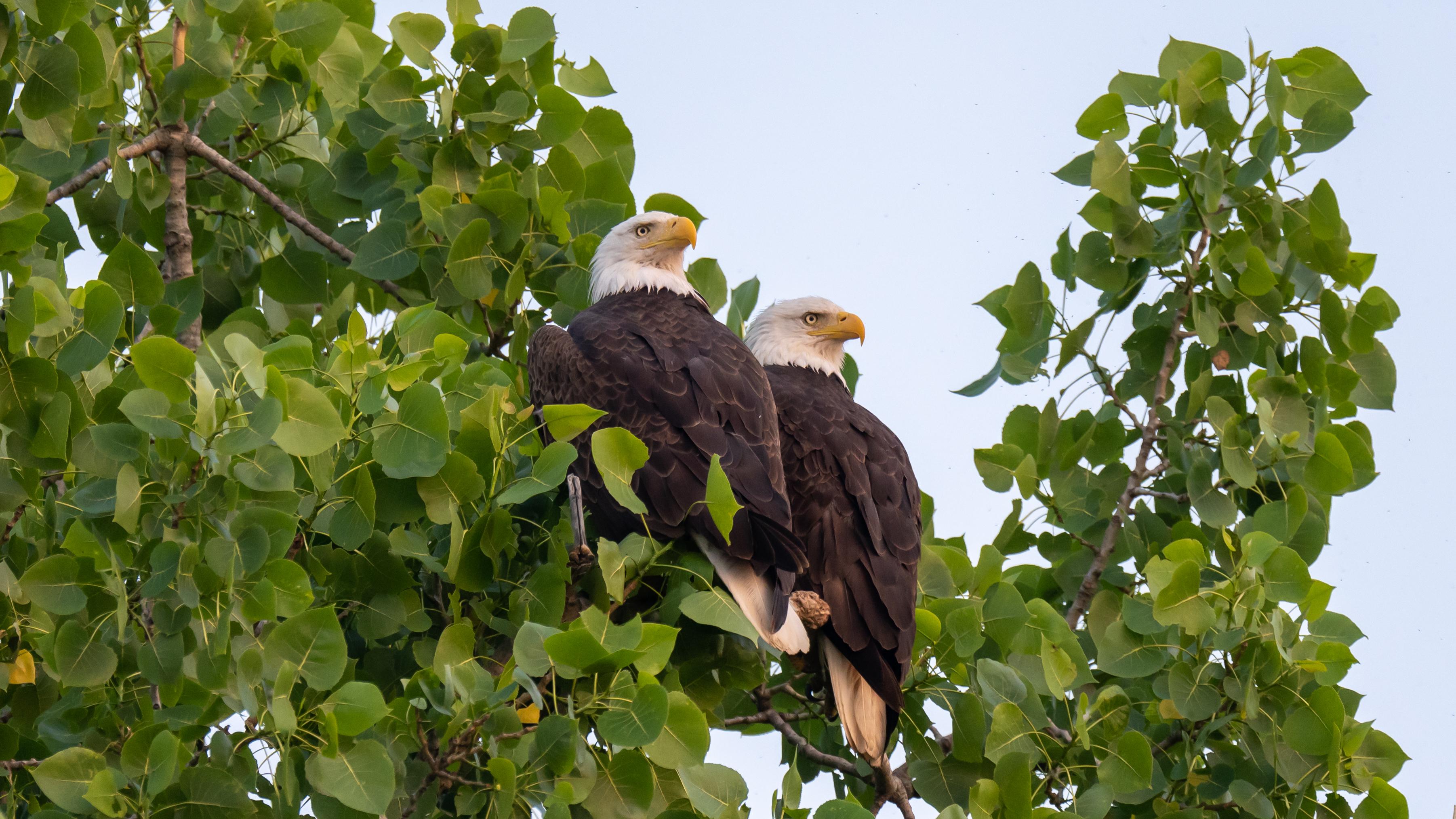 Proud and hardworking parents of eaglets I posted earlier...such