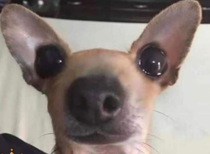 What da dog doin r/196