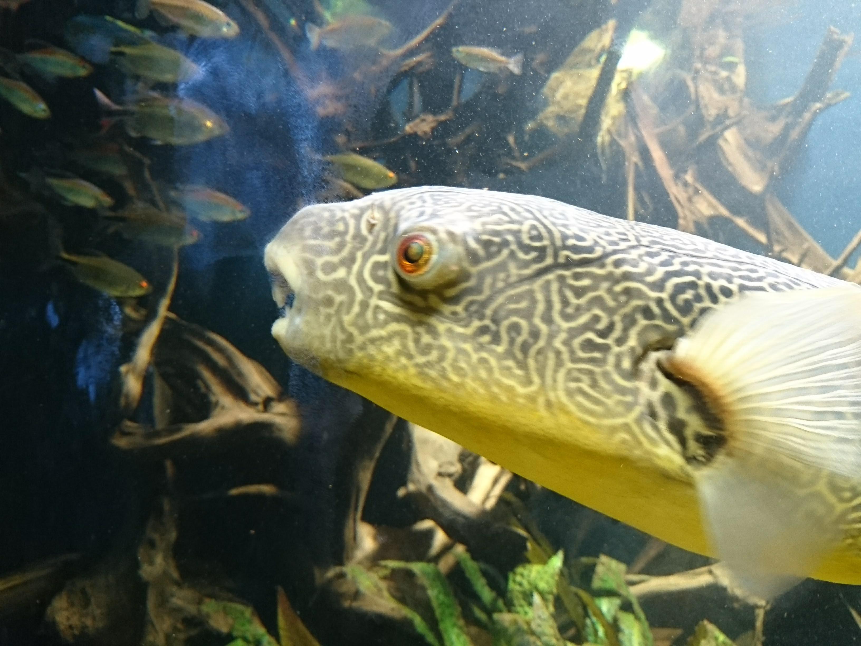 Cute Puffer, Aquarium Zoo Basel, switzerland r/Aquariums