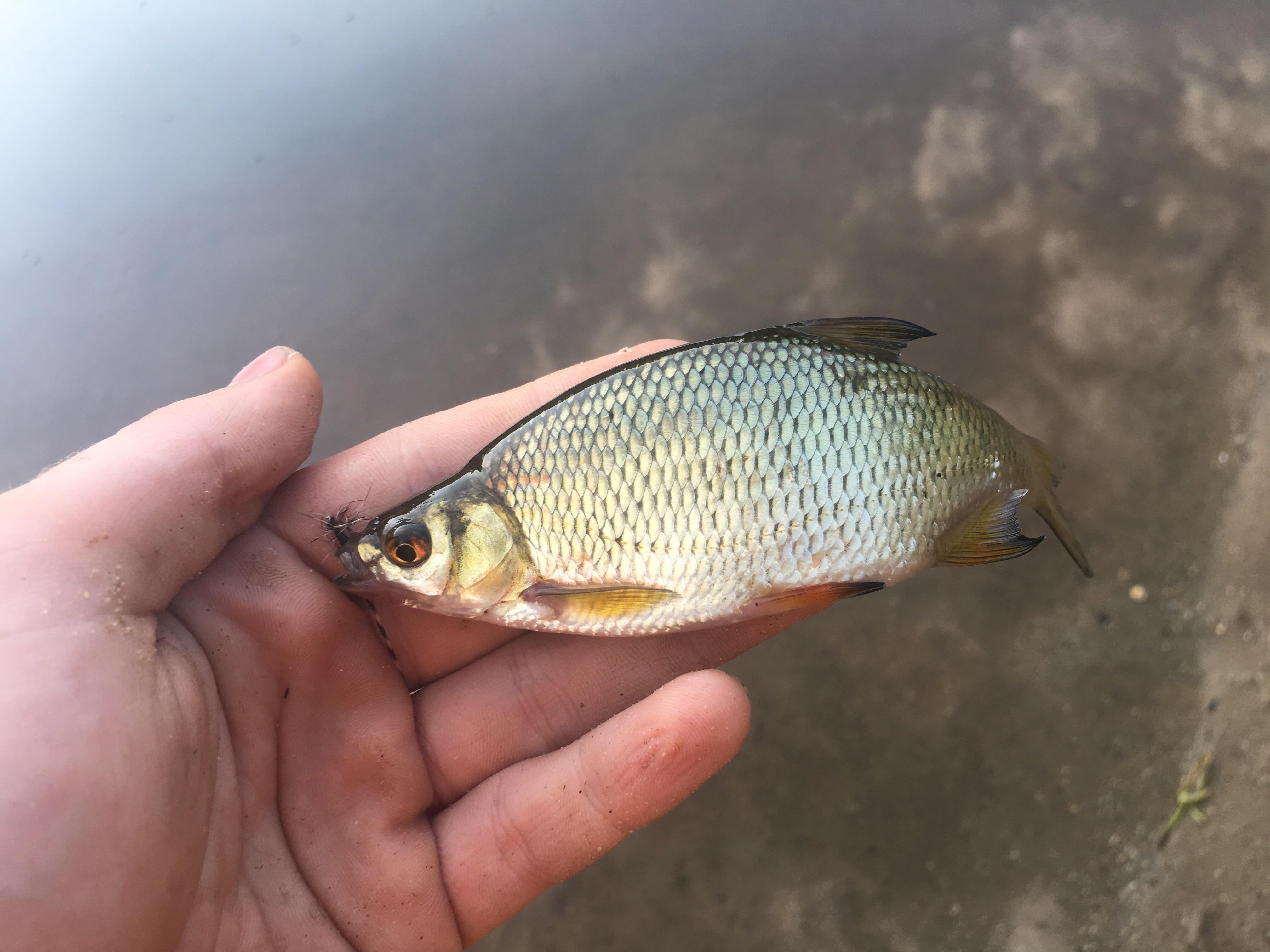 Golden Shiner r/Fish