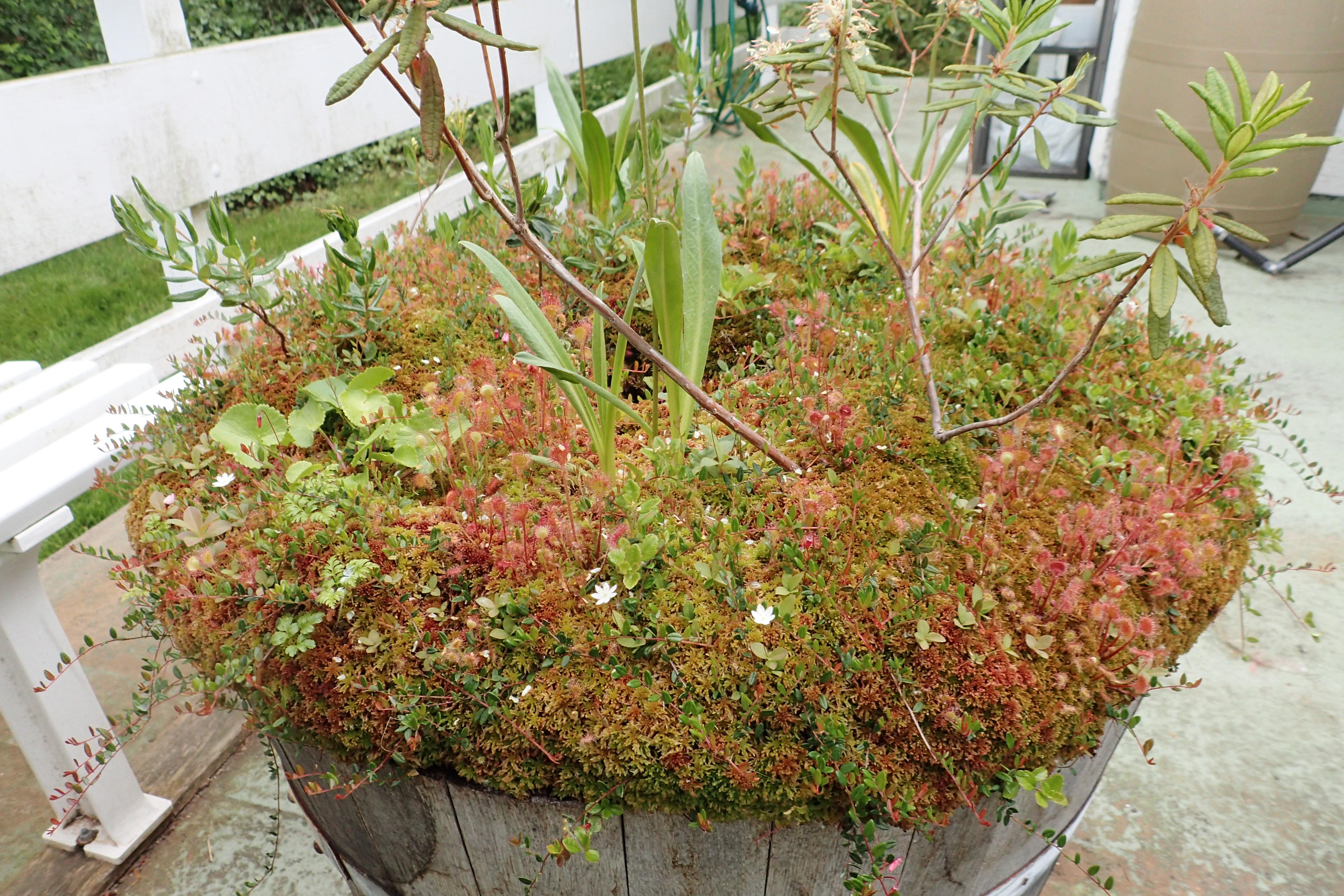 My Vancouver island native bog plant half barrel. All plants from seed