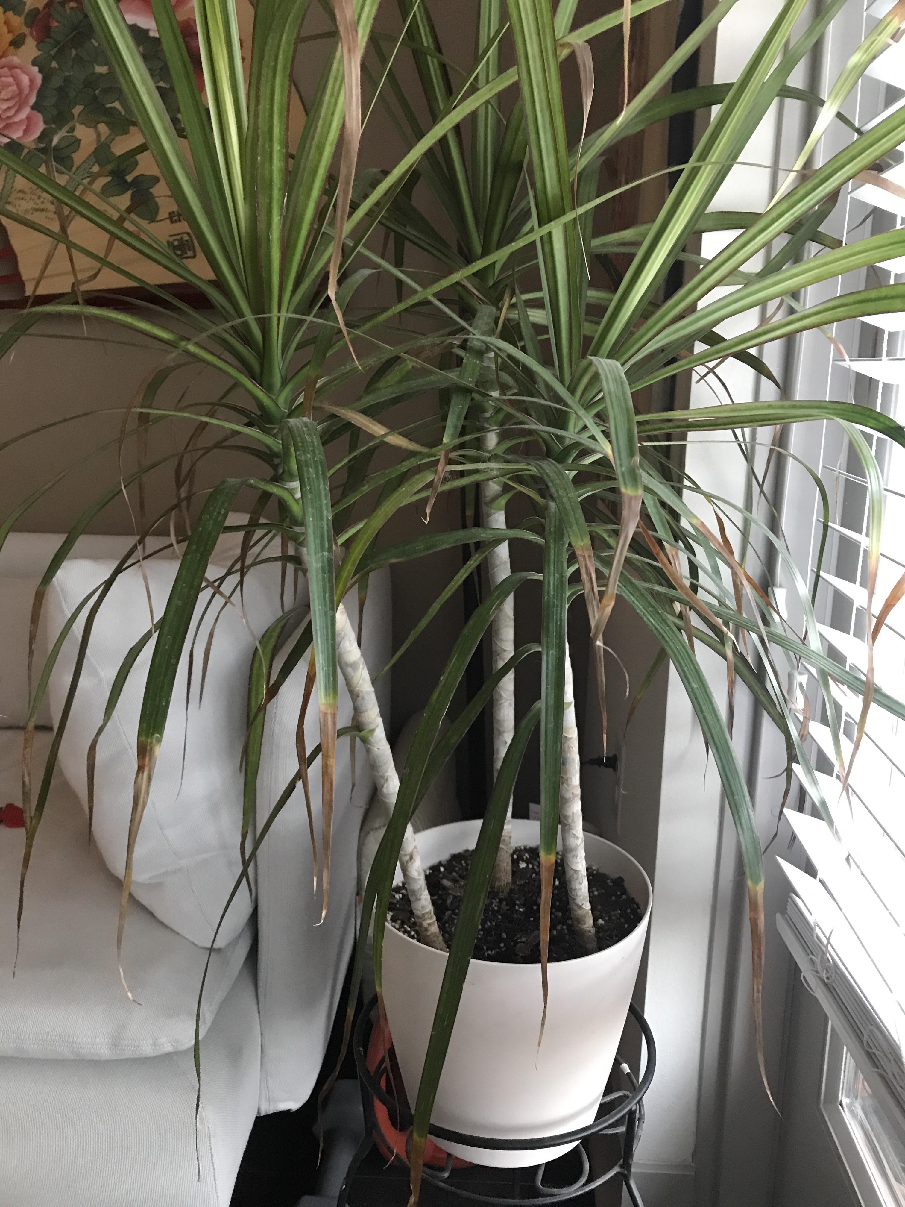 Is my plant underwatered? Should I️ trim off the dead ends of the