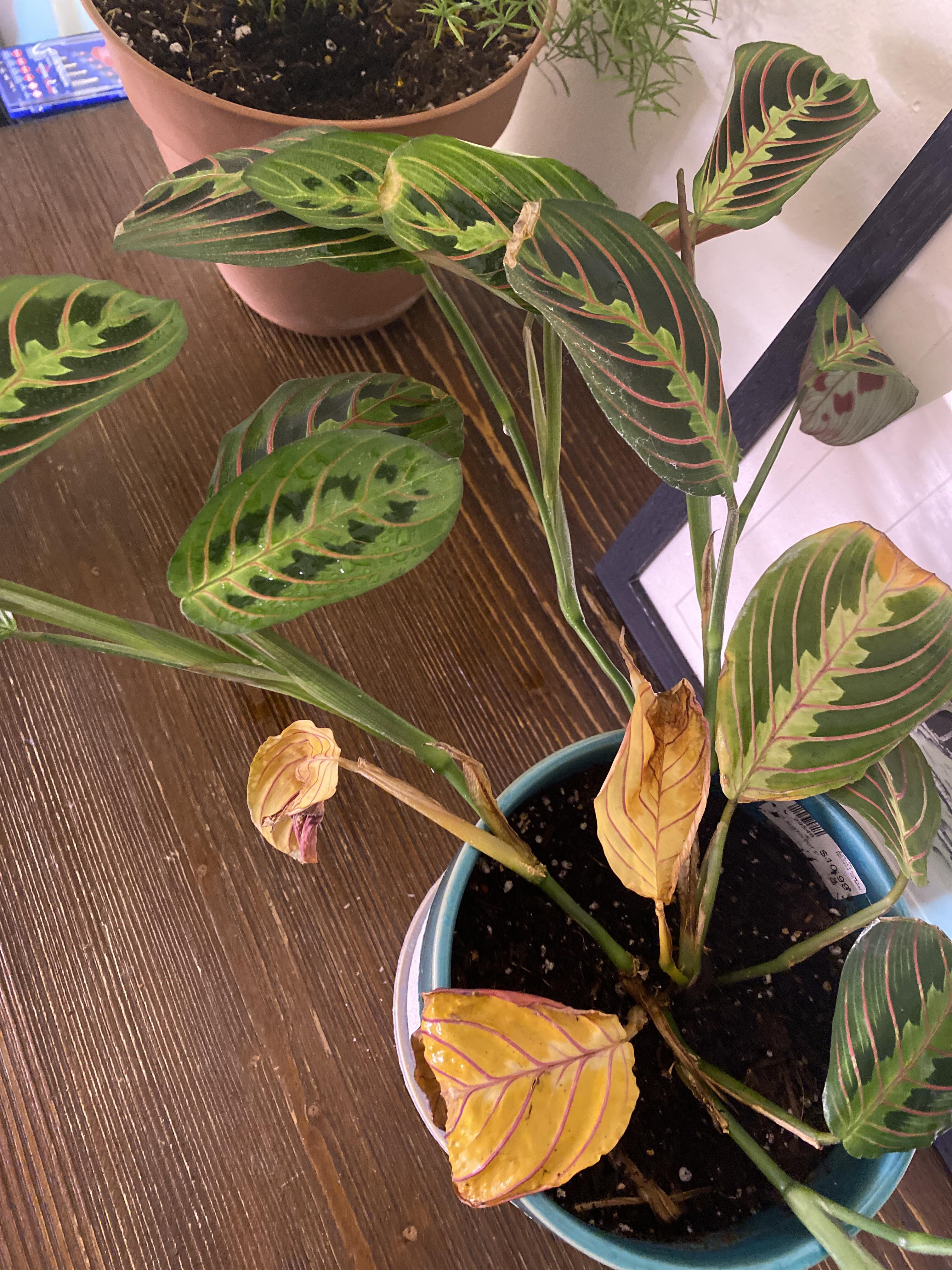 My prayer plant has started to wilt & turn yellow. I don’t know what’s